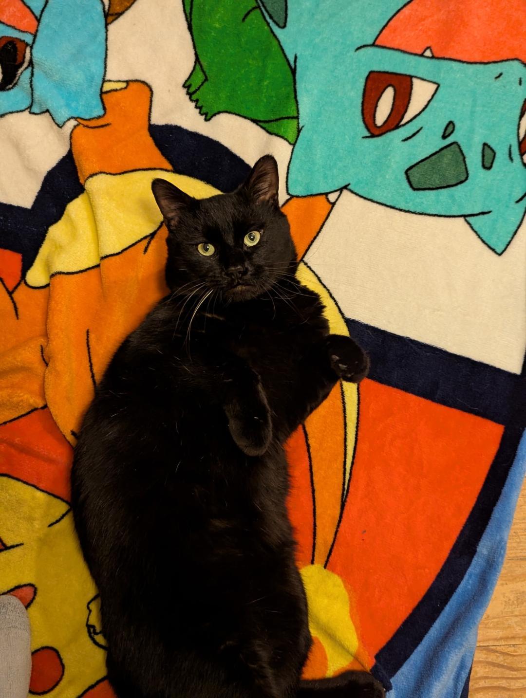 Enlarge Raven, an adopted mixed breed in North Billerica, MA image 1/3