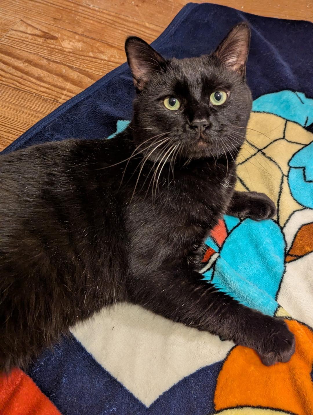 Enlarge Raven, an adopted mixed breed in North Billerica, MA image 2/3