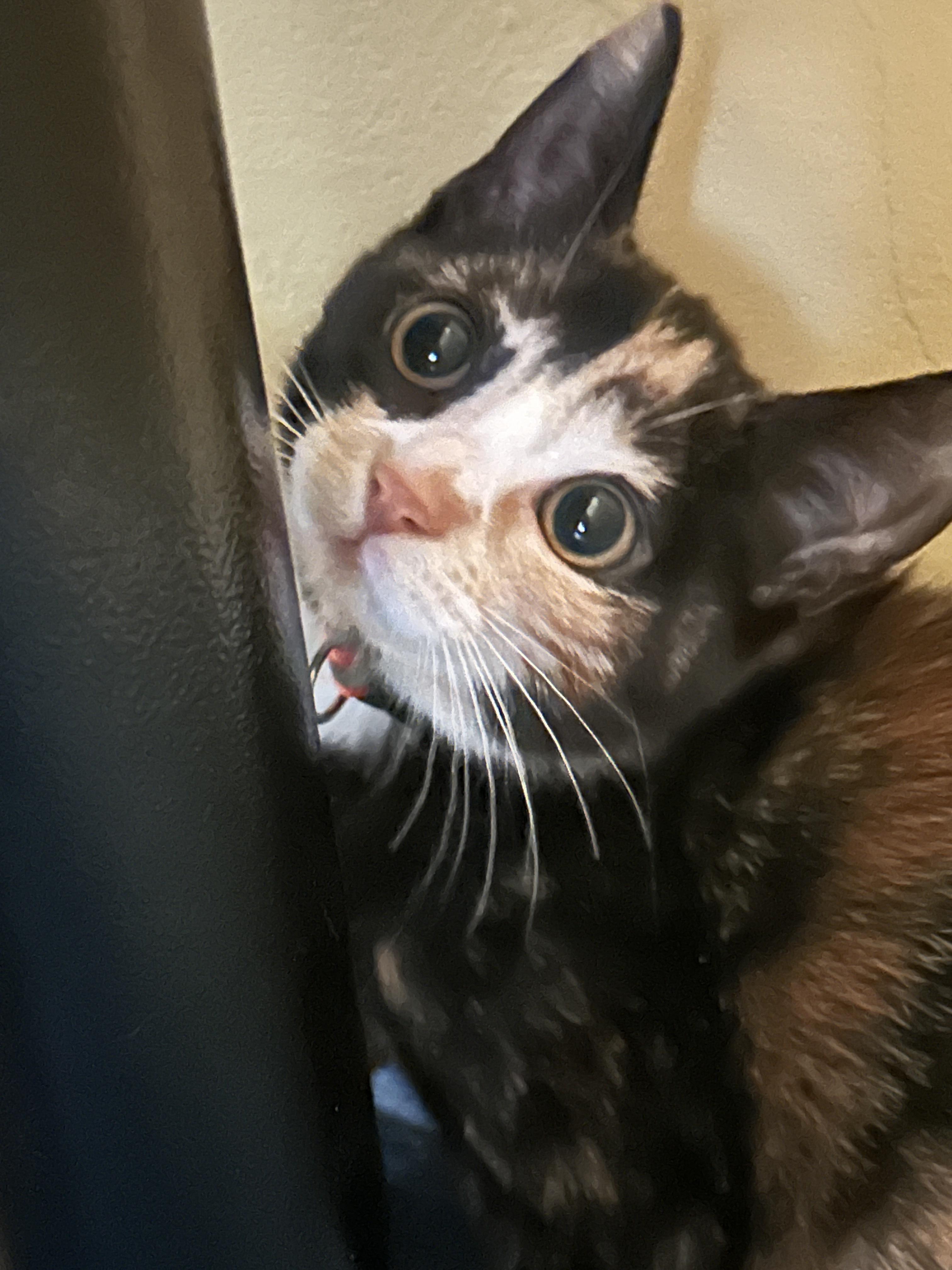 Enlarge Dempsey, a Adopted mixed breed in Havertown, PA image 1/1