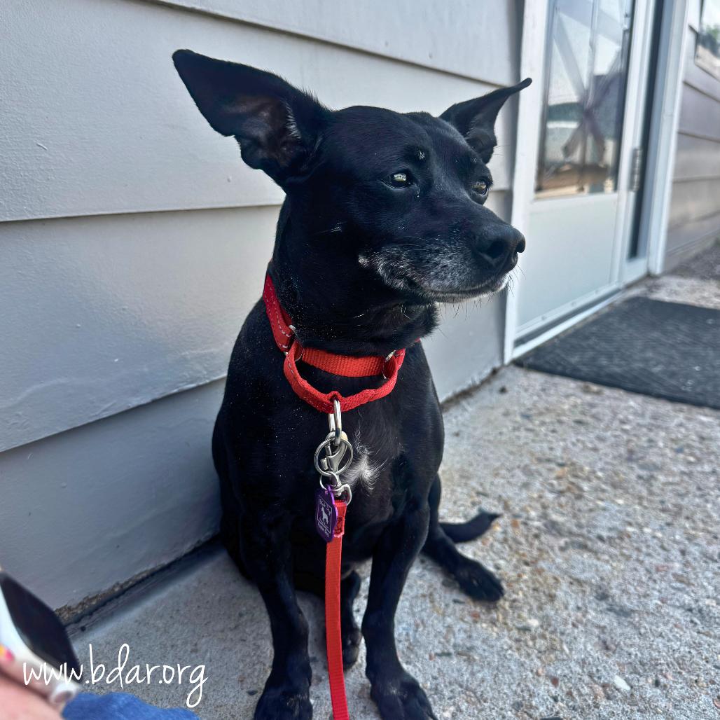 Erika, Adoptable, Adult Female Chihuahua.
