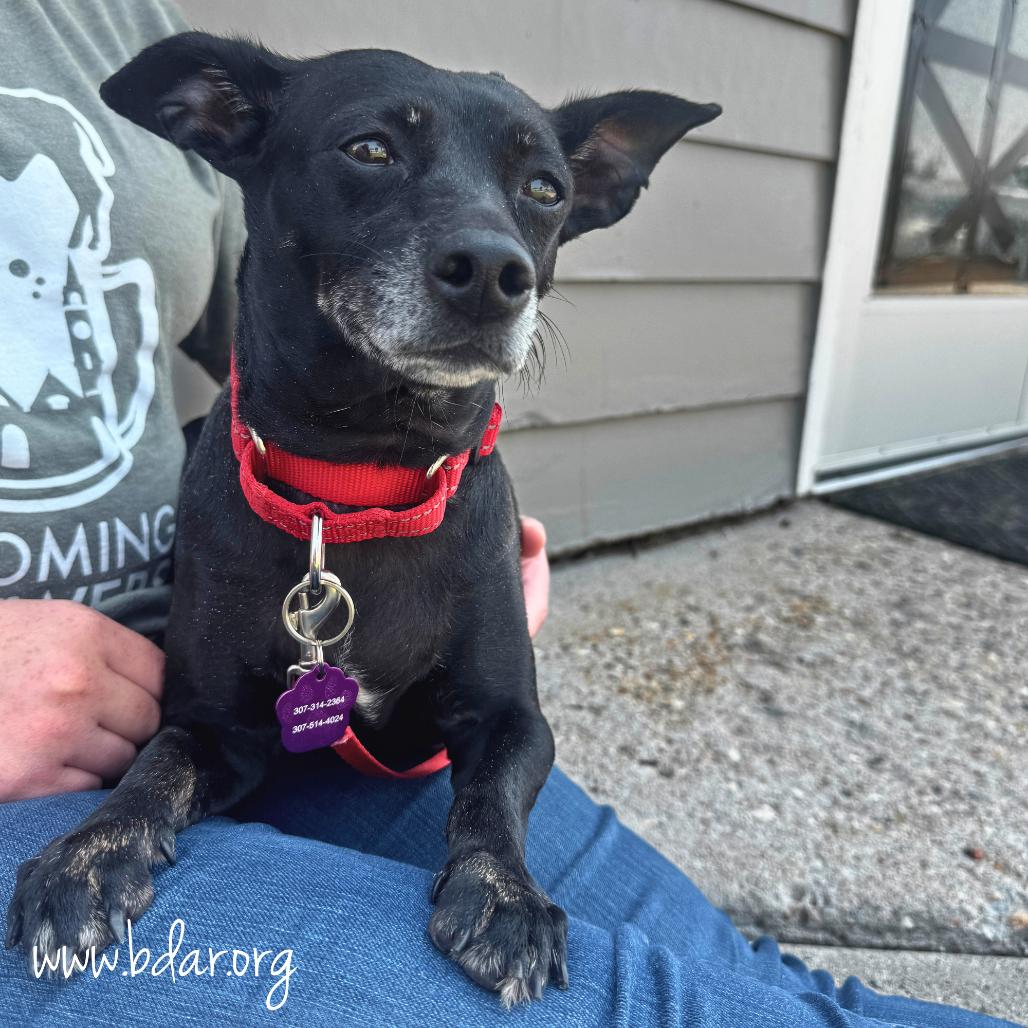 Erika, a Adoptable Chihuahua in Cheyenne, WY image 2/2