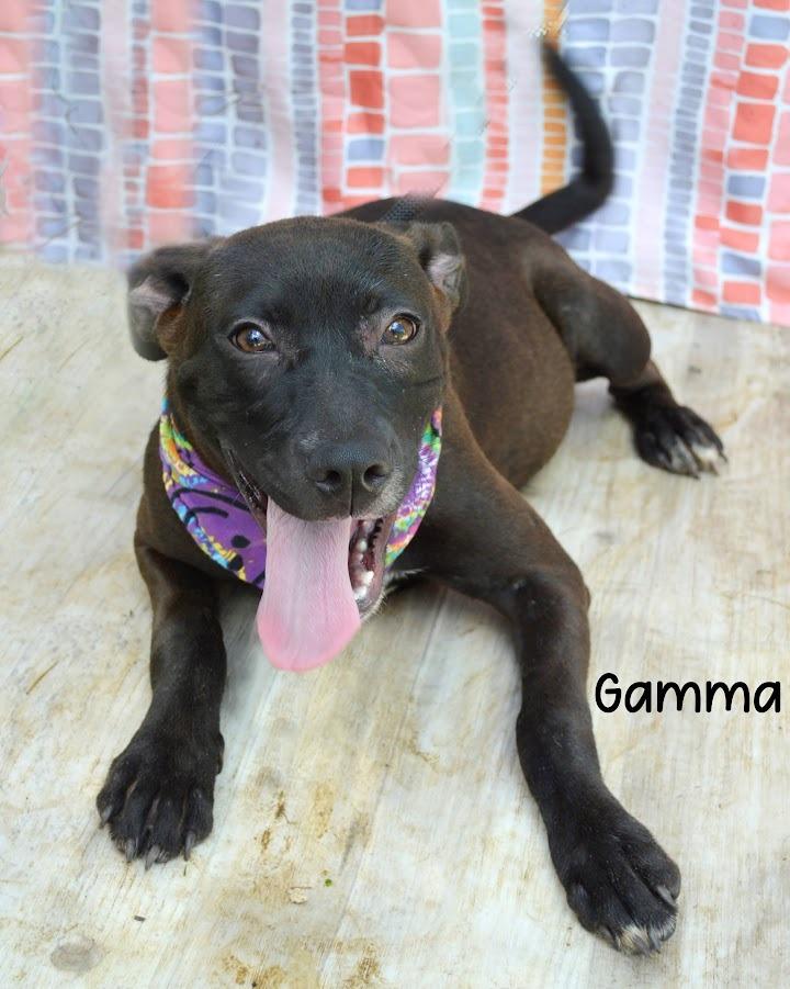 Gamma, a Adoptable Hound in Gautier, MS image 1/2