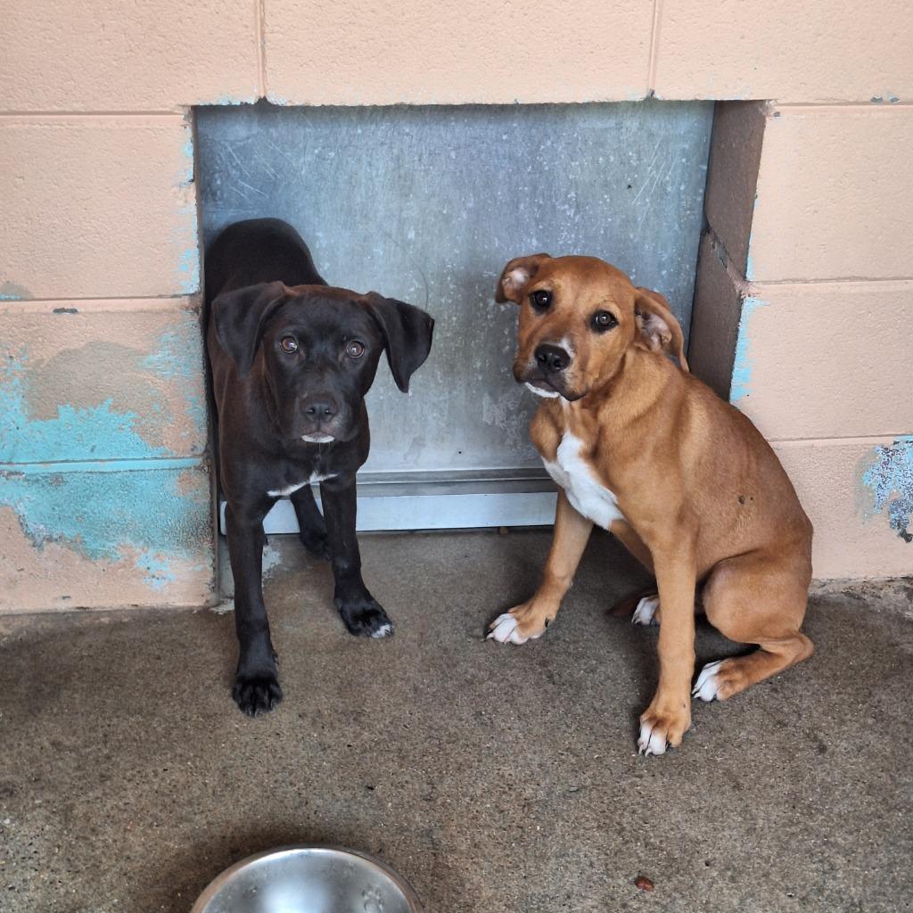 Enlarge Gamma, a Adoptable Hound in Gautier, MS image 2/2