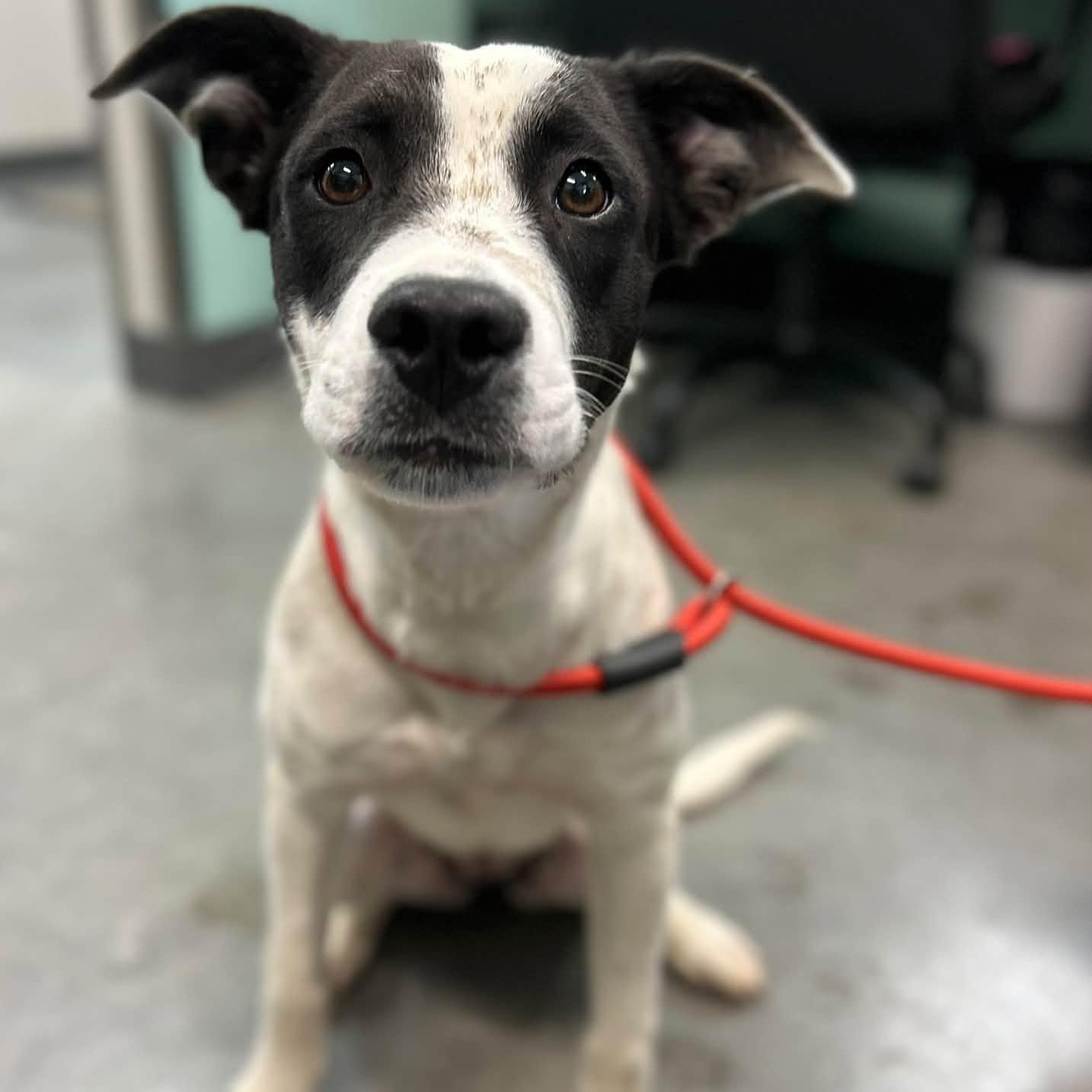 Olivia, Adoptable, Young Female Australian Cattle Dog / Blue Heeler.
