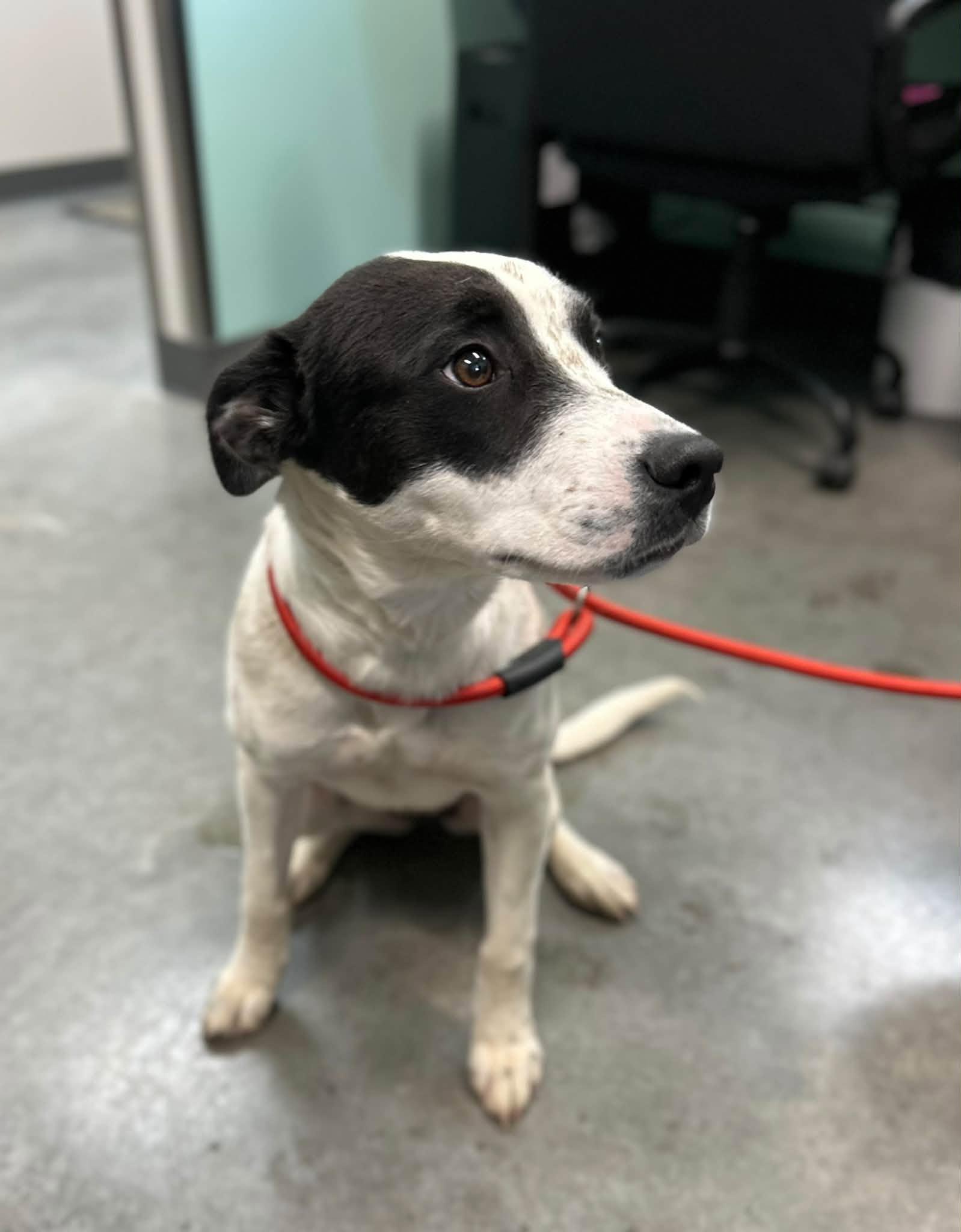 Enlarge Olivia, a Adoptable mixed breed in Manchester, TN image 2/3