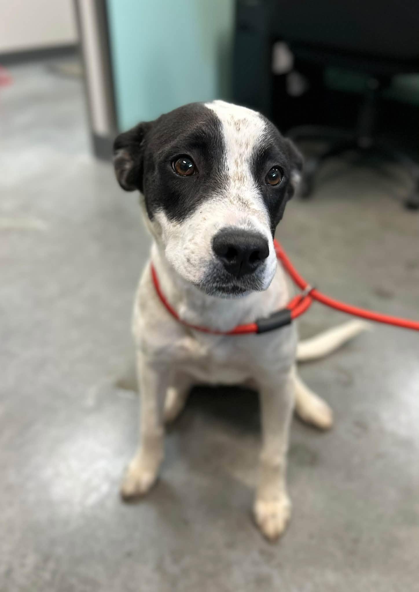 Enlarge Olivia, a Adoptable mixed breed in Manchester, TN image 3/3