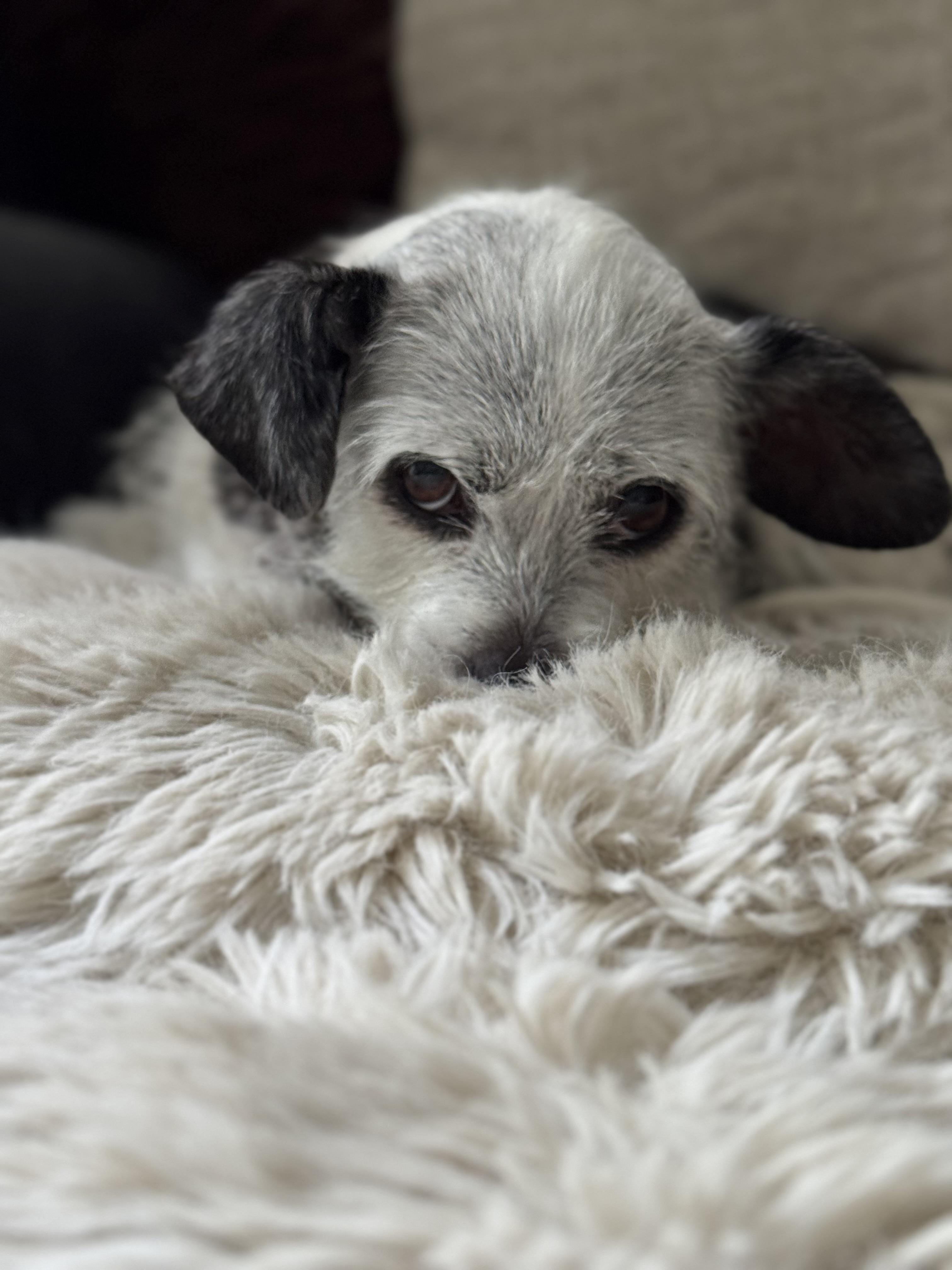 Birdie, a Adoptable Chihuahua in West Hollywood, CA image 3/6