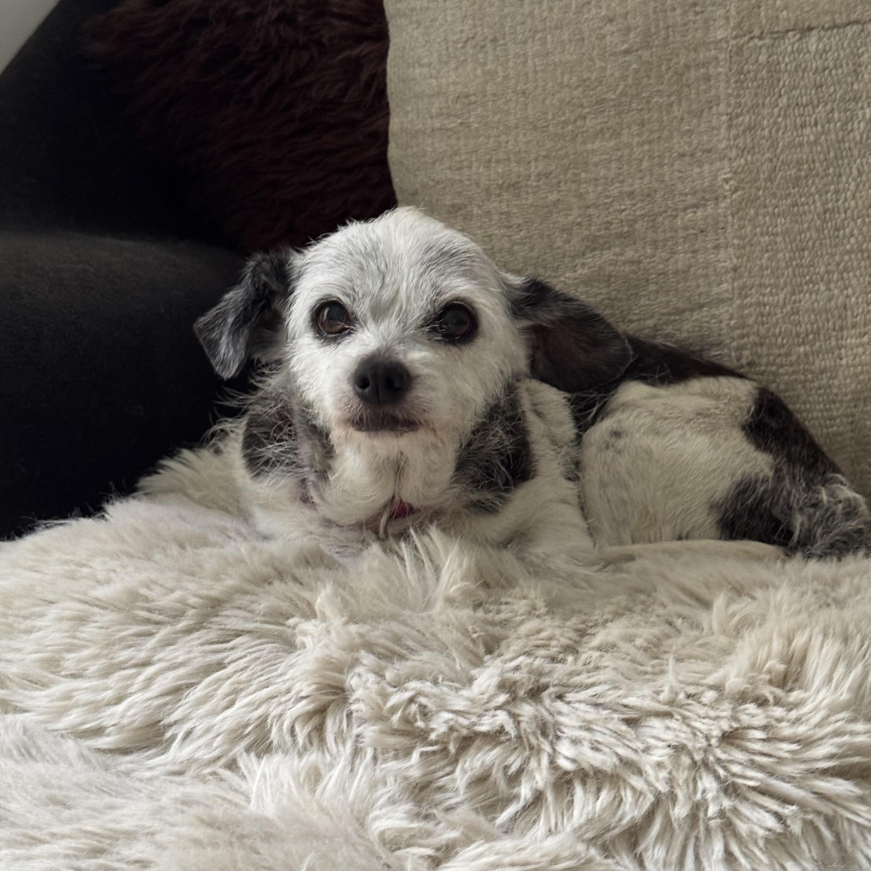 Birdie, a Adoptable Chihuahua in West Hollywood, CA image 2/6