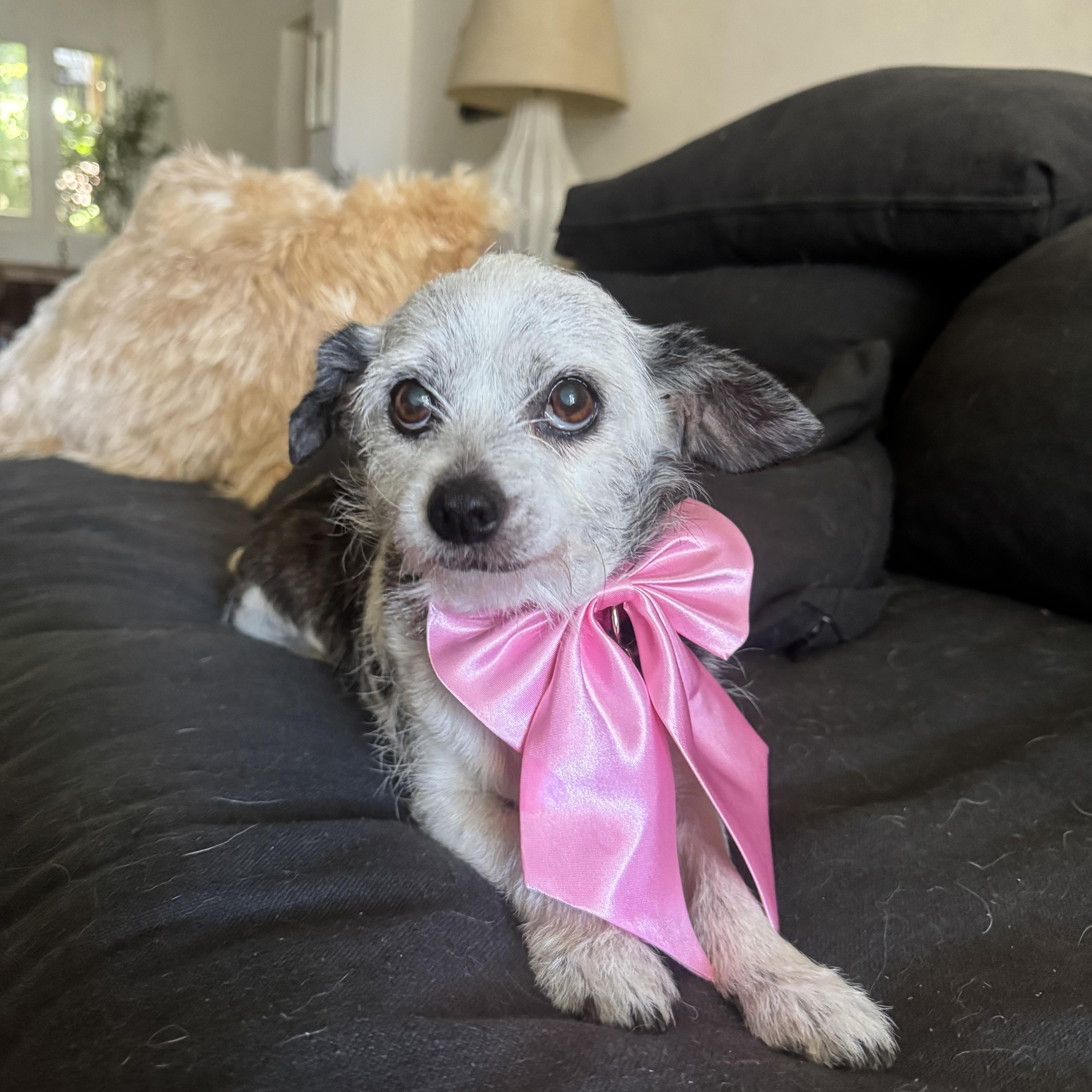 Birdie, Adoptable, Senior Female Chihuahua.