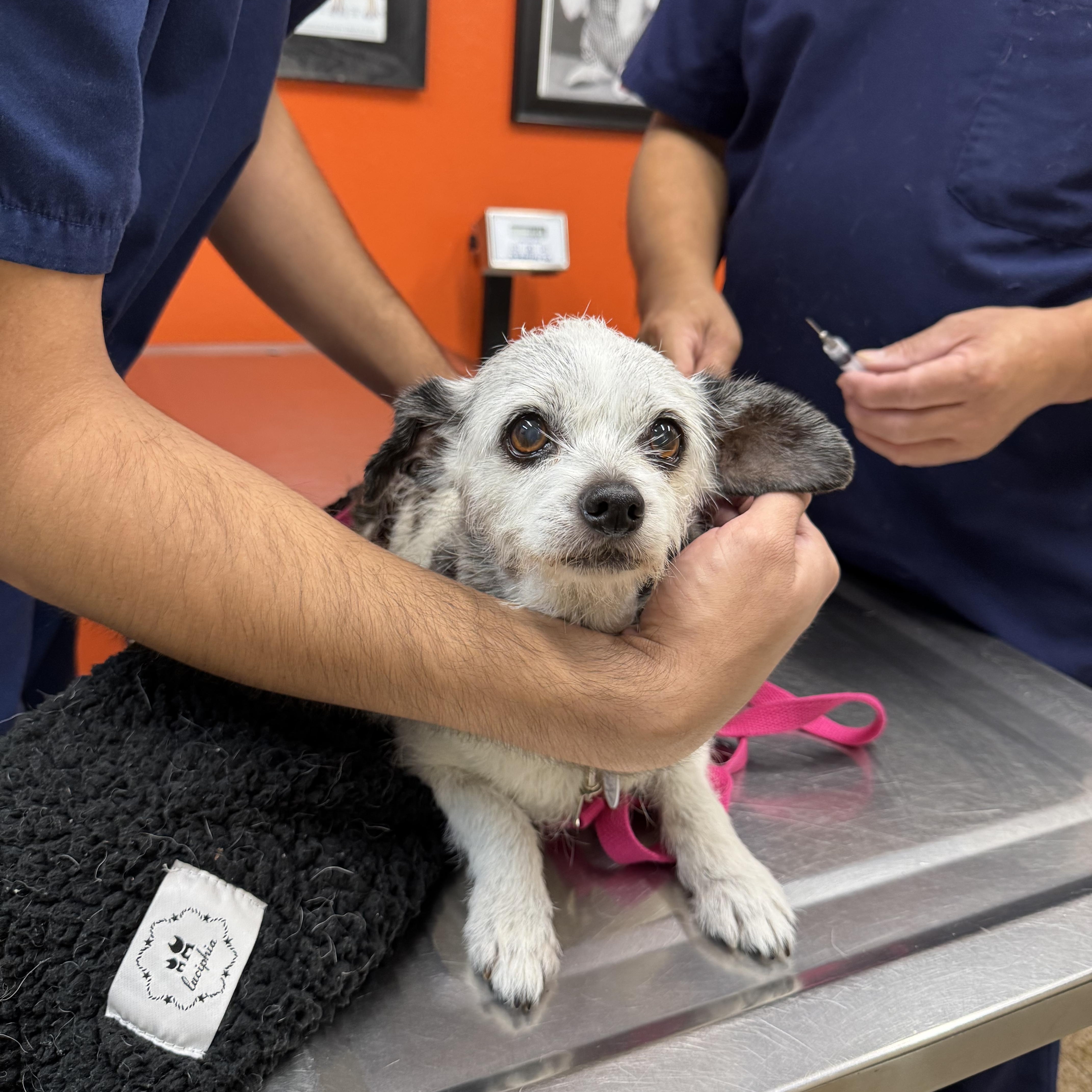 Birdie, a Adoptable Chihuahua in West Hollywood, CA image 5/6