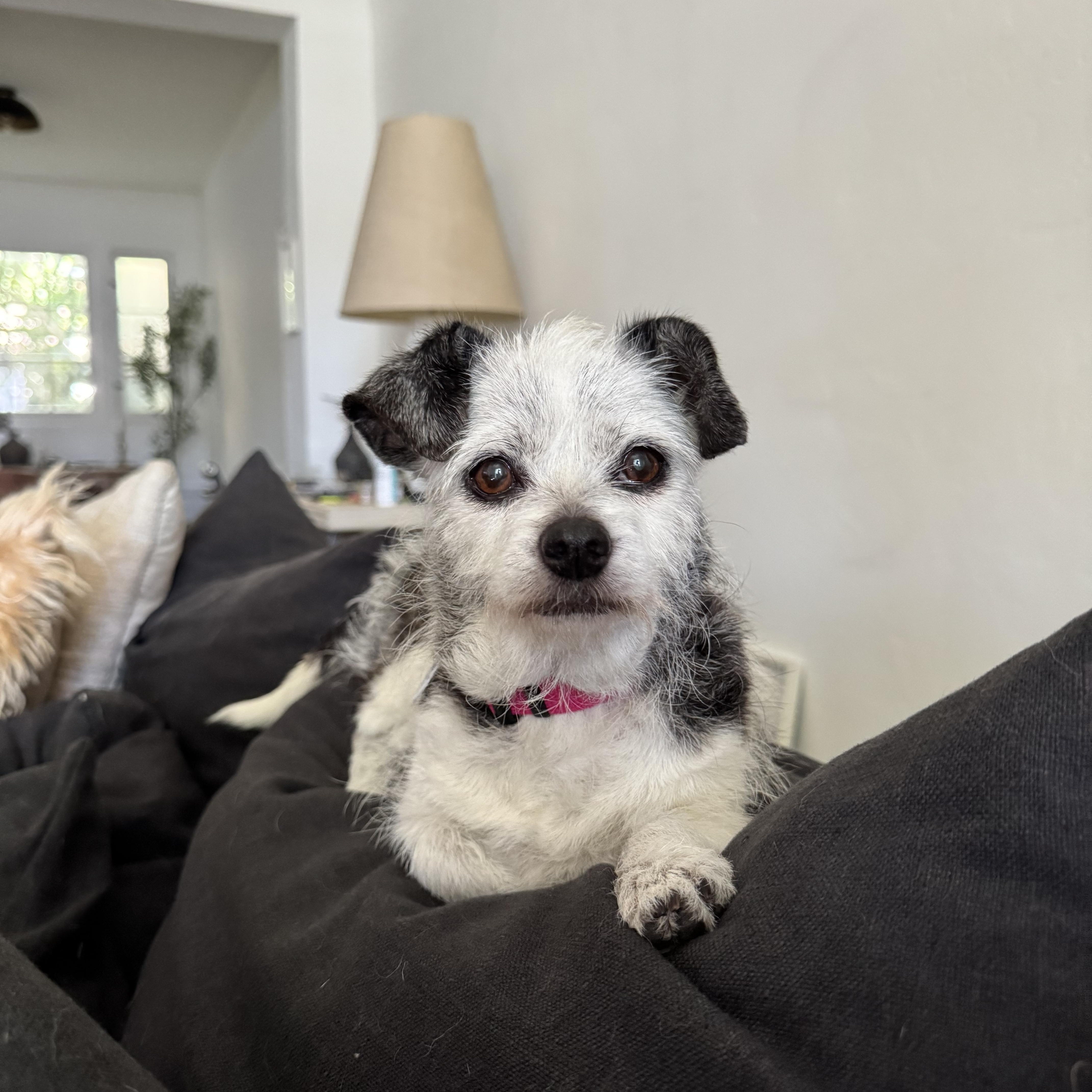 Birdie, a Adoptable Chihuahua in West Hollywood, CA image 6/6