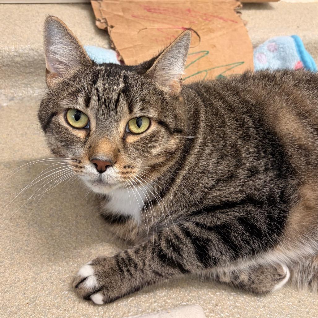 Stormy, Adoptable, Adult Male Domestic Short Hair.