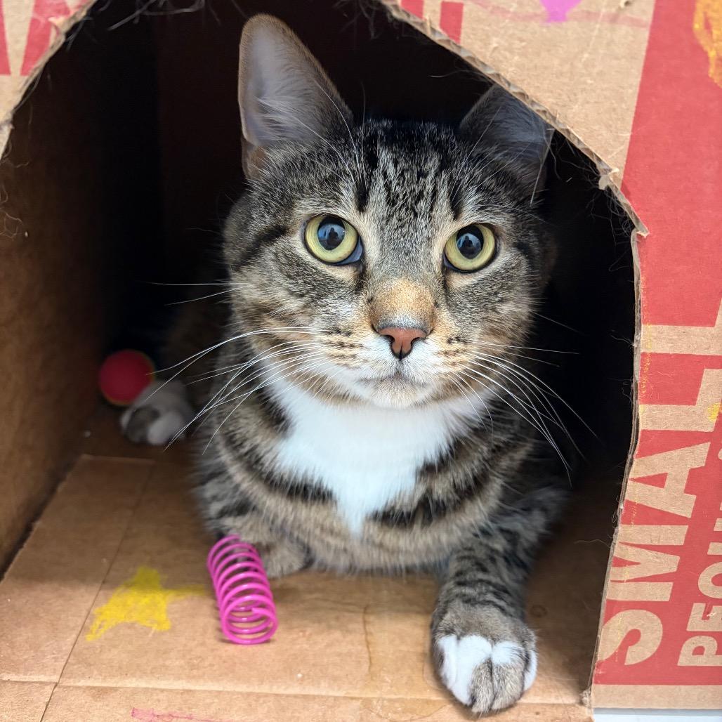 Enlarge Stormy, a Adoptable Domestic Short Hair in Marshall, VA image 2/2