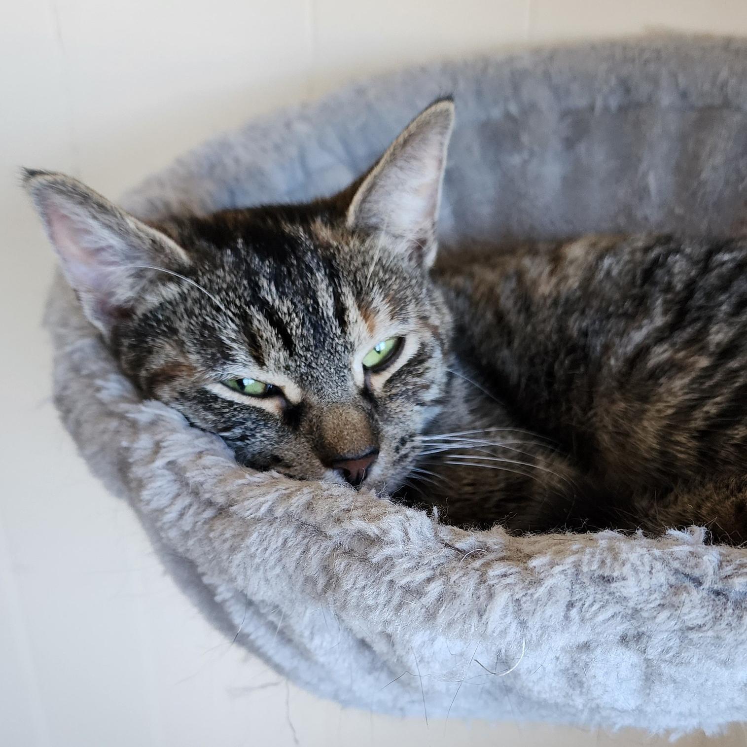 Jazi - Meet me at Pet Supplies Plus, Adoptable, Young Female Tortoiseshell & Tabby.