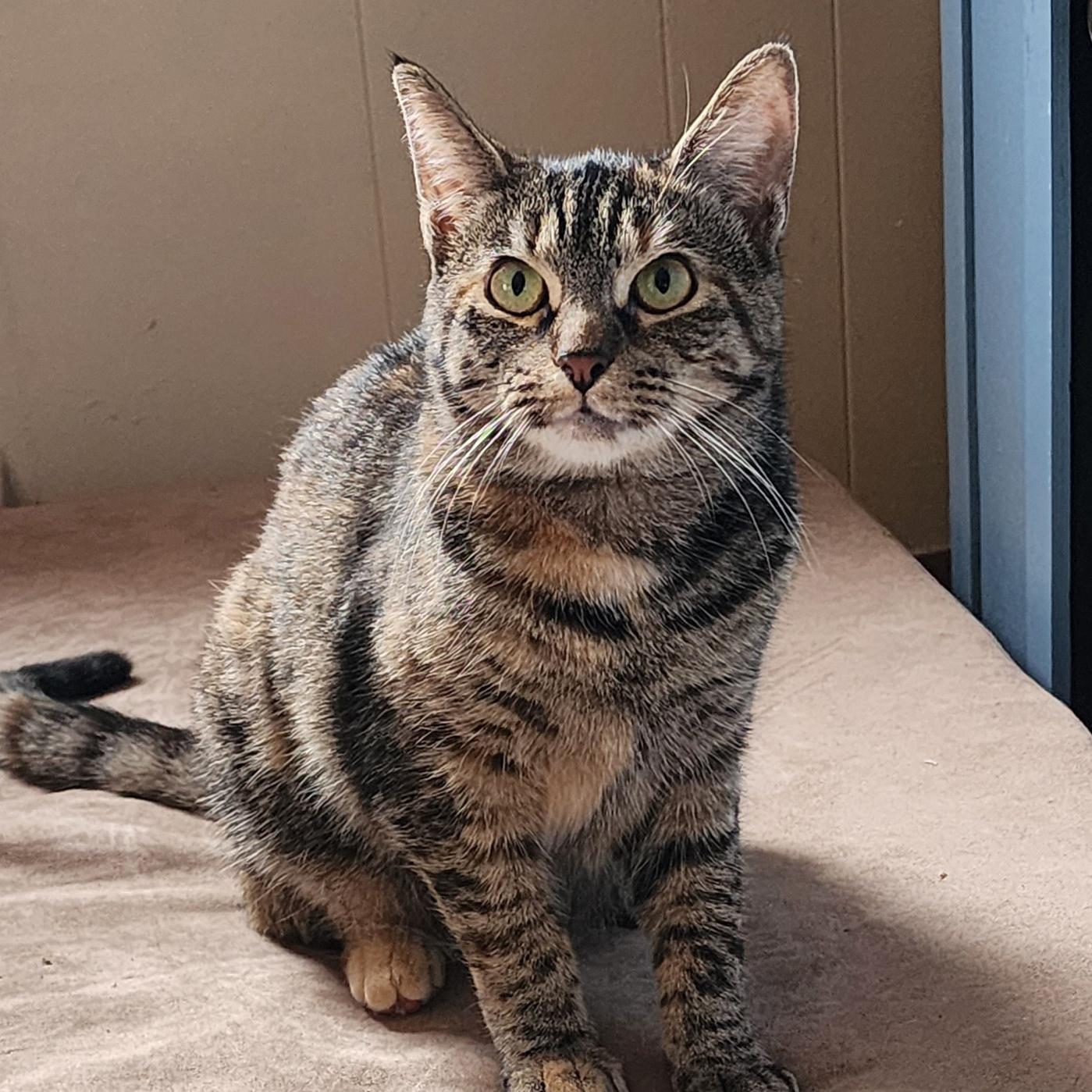 Jazi - Meet me at Pet Supplies Plus, a Adoptable mixed breed in Harrisburg, PA image 3/6