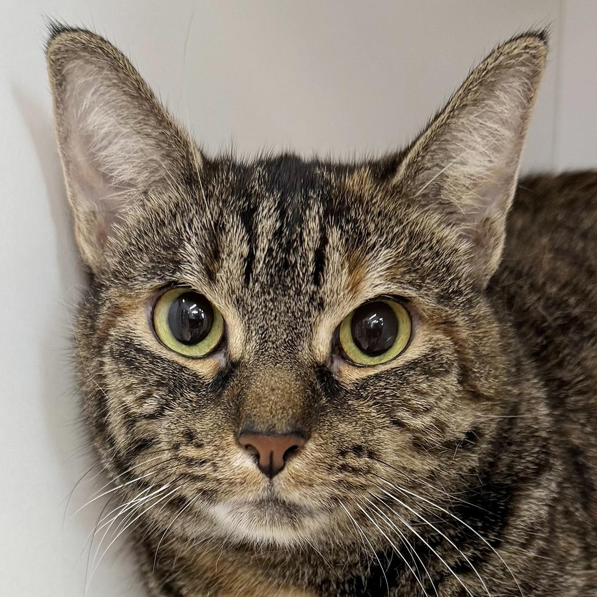 Jazi - Meet me at Pet Supplies Plus, a Adoptable mixed breed in Harrisburg, PA image 1/6