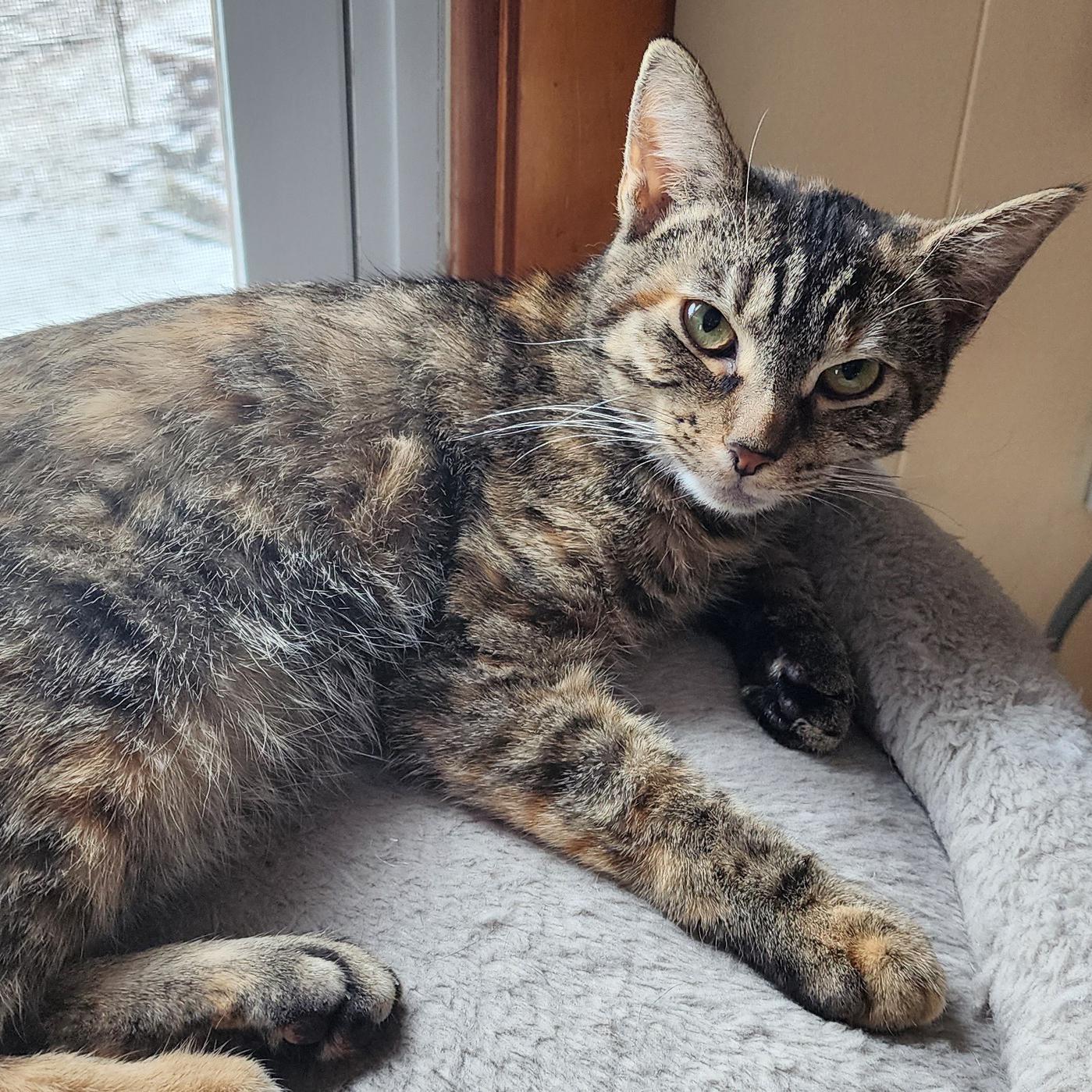 Jazi - Meet me at Pet Supplies Plus, a Adoptable mixed breed in Harrisburg, PA image 4/6