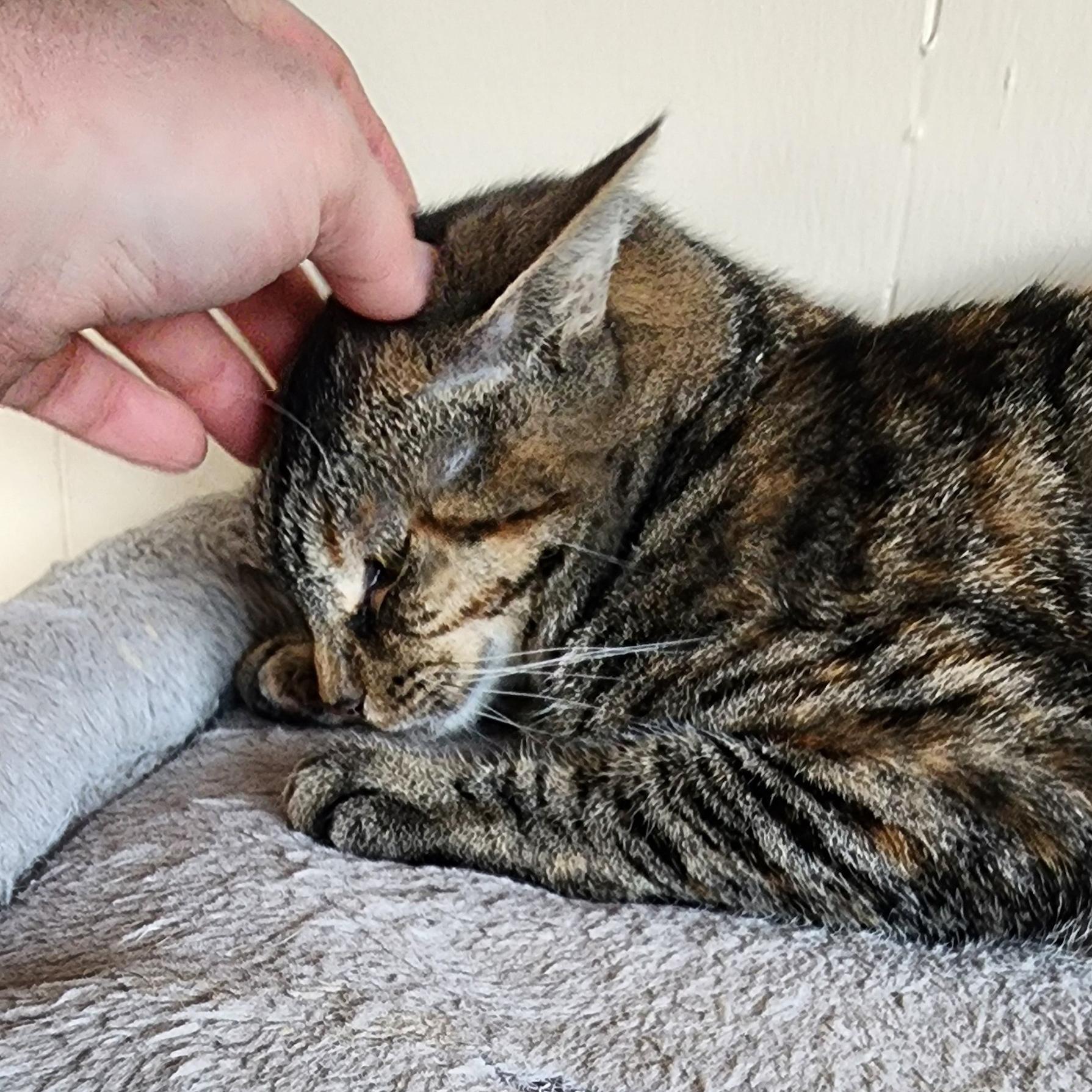 Jazi - Meet me at Pet Supplies Plus, a Adoptable mixed breed in Harrisburg, PA image 5/6