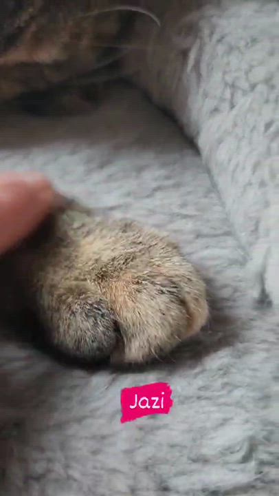 Enlarge Jazi - Meet me at Pet Supplies Plus, a Adoptable mixed breed in Harrisburg, PA video 6/6