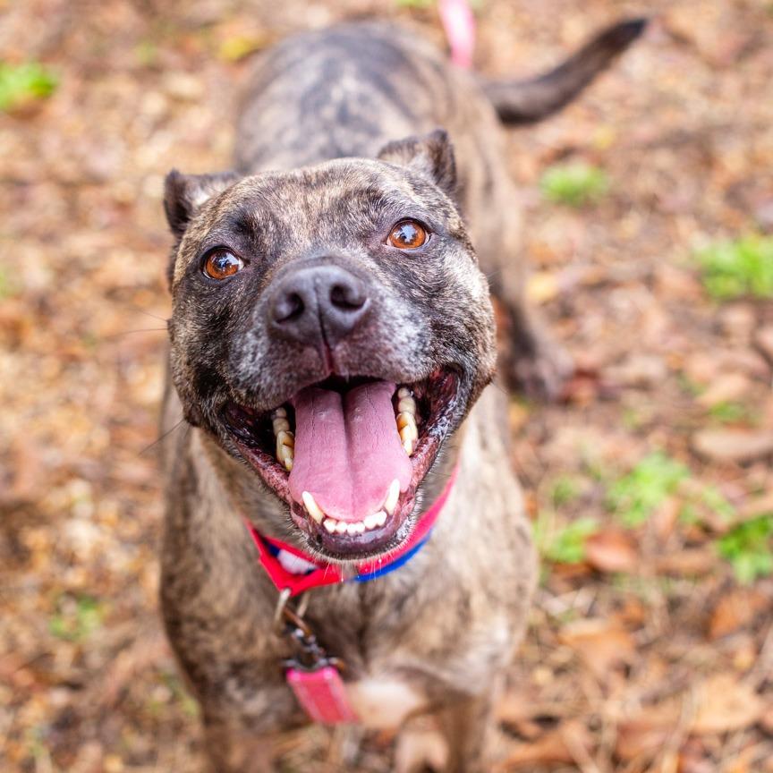 Jack Jack, Adoptable, Adult Male Mountain Cur.