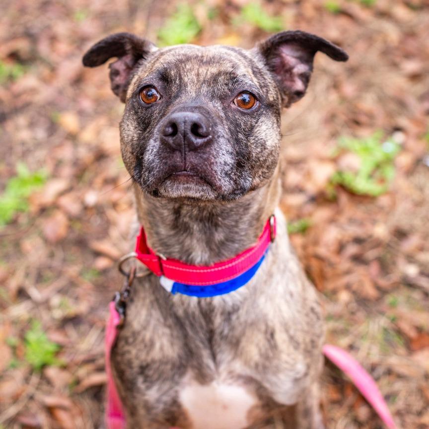 Enlarge Jack Jack, a Adoptable mixed breed in Hattiesburg, MS image 2/2
