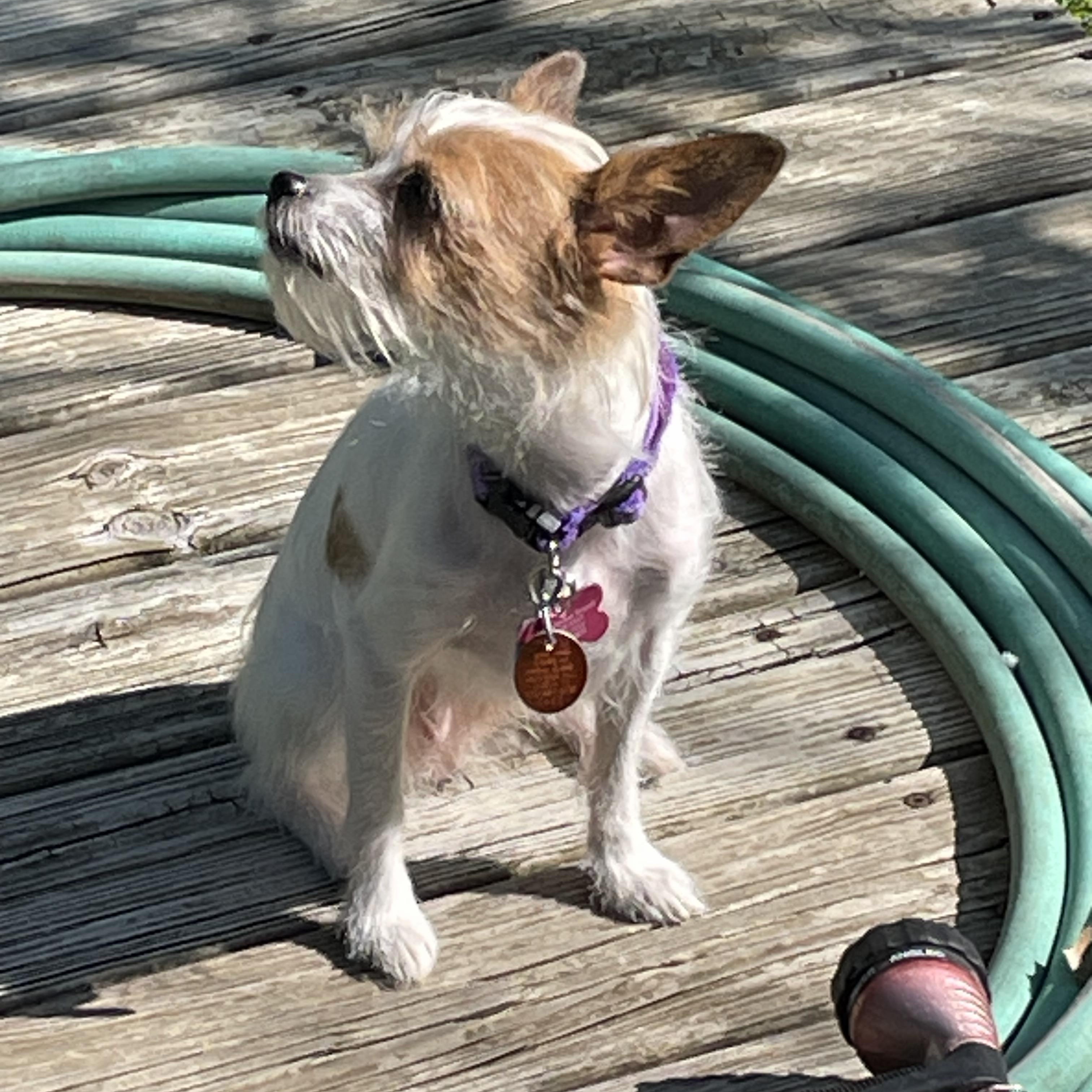 Pixie, a Adoptable mixed breed in Austin, TX image 2/5