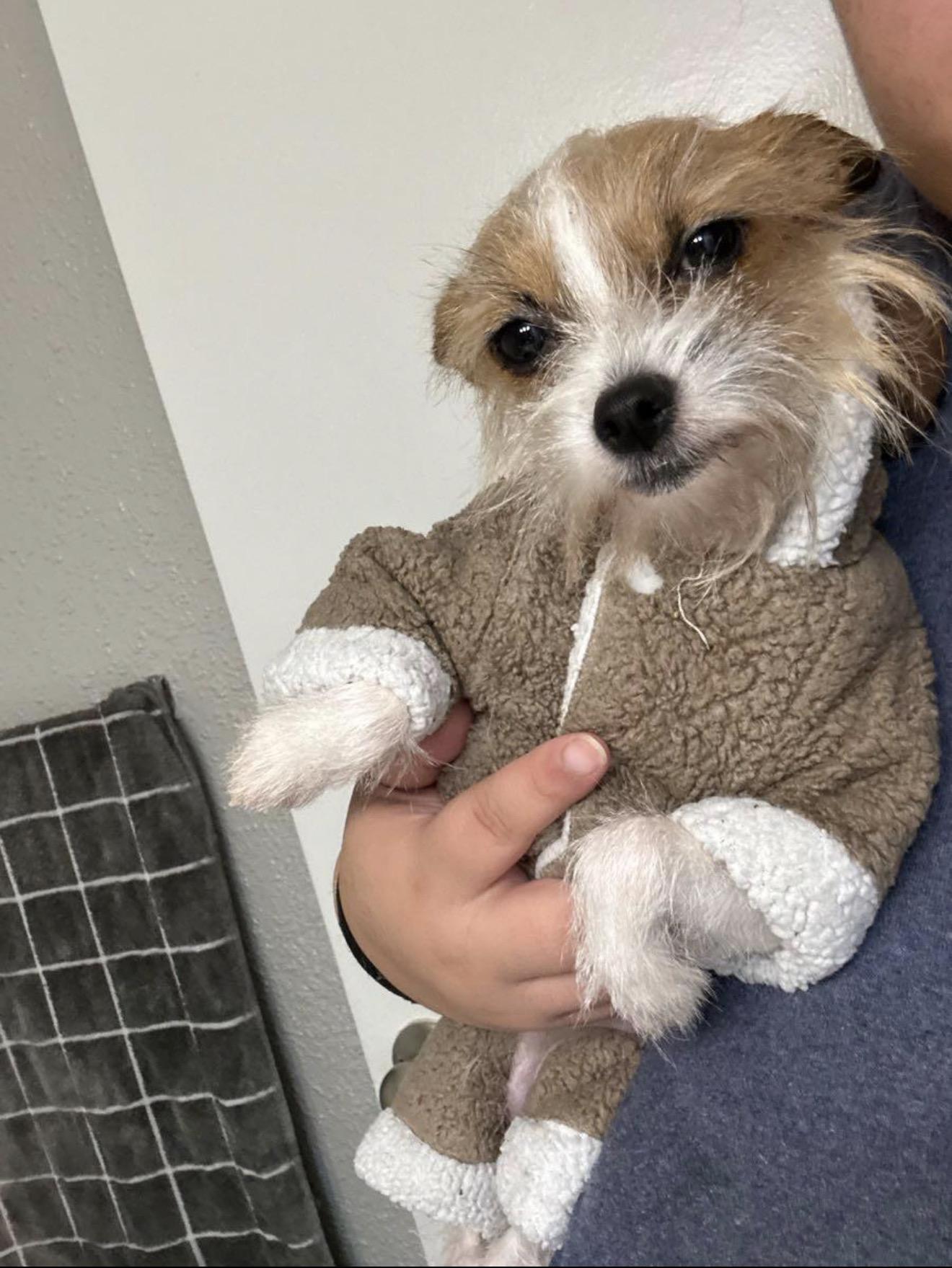 Enlarge Pixie, a Adoptable mixed breed in Austin, TX image 2/3