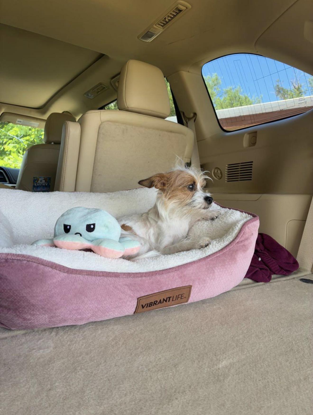 Pixie, Adoptable, Young Female Chihuahua.