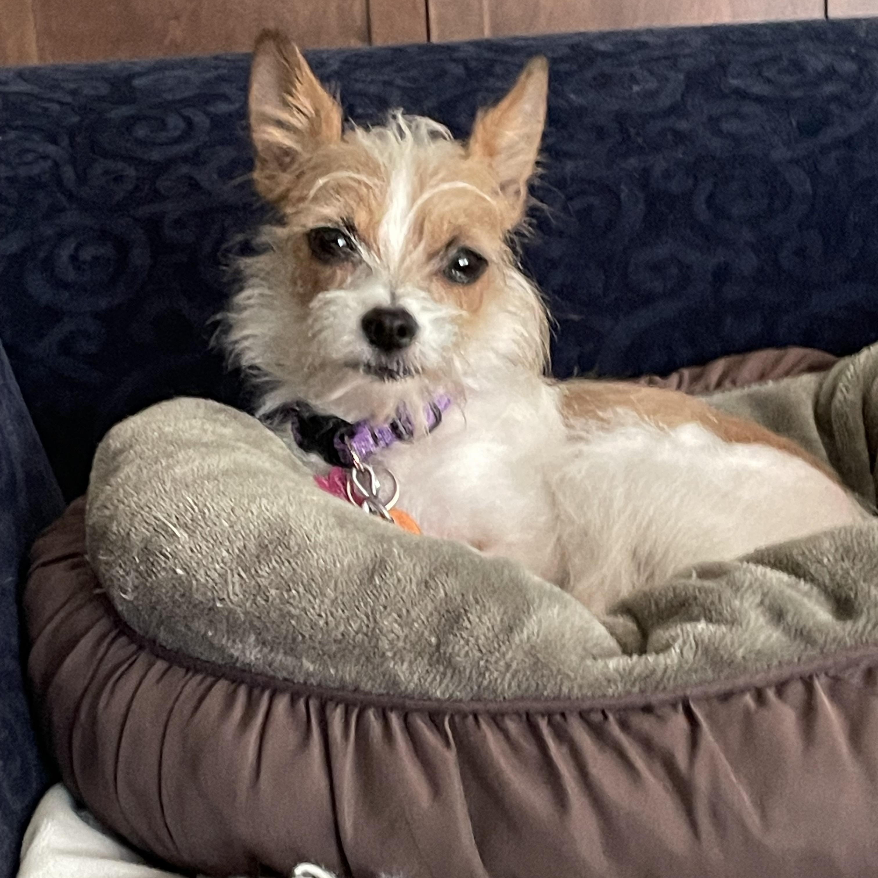 Pixie, a Adoptable mixed breed in Austin, TX image 1/5