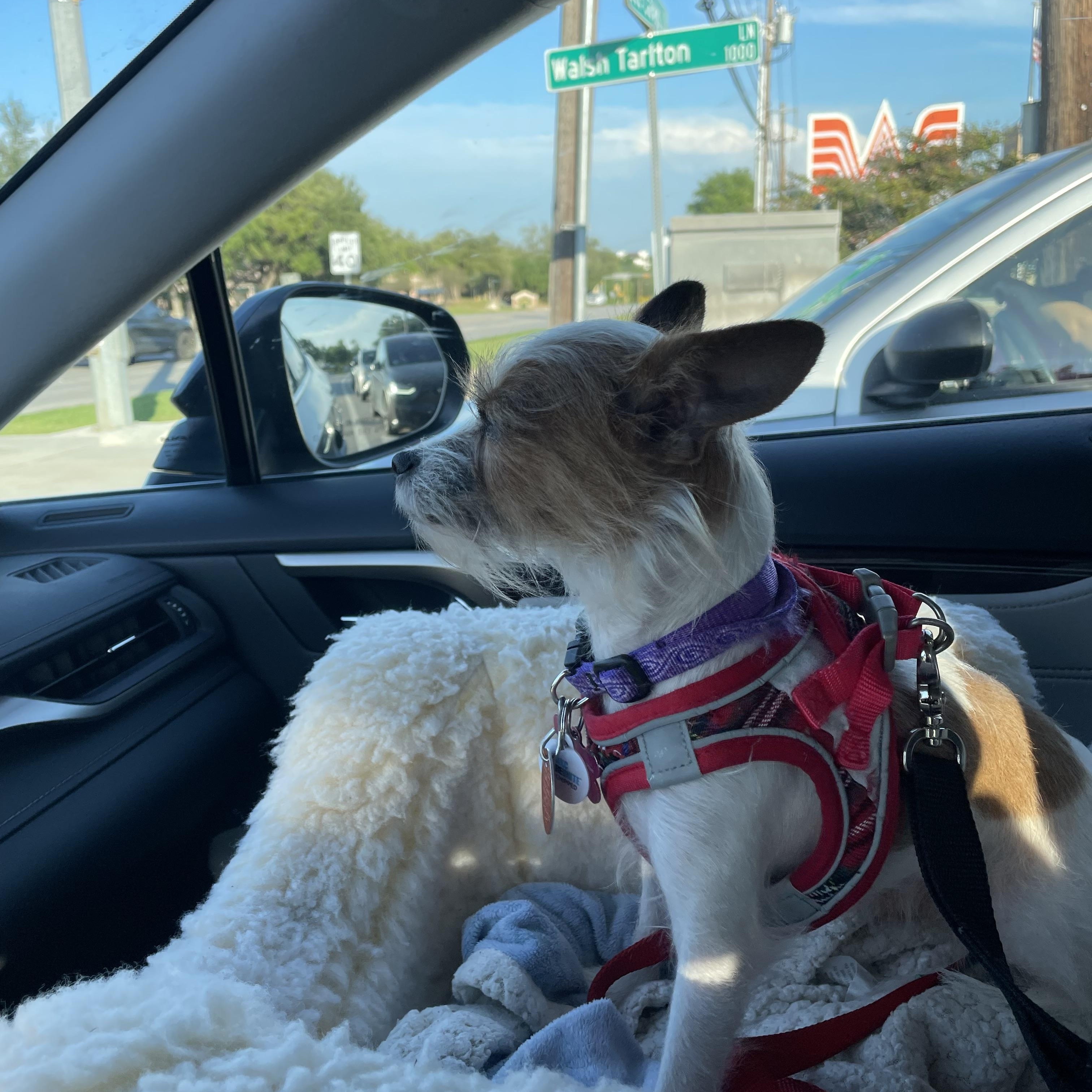 Pixie, a Adoptable mixed breed in Austin, TX image 3/5