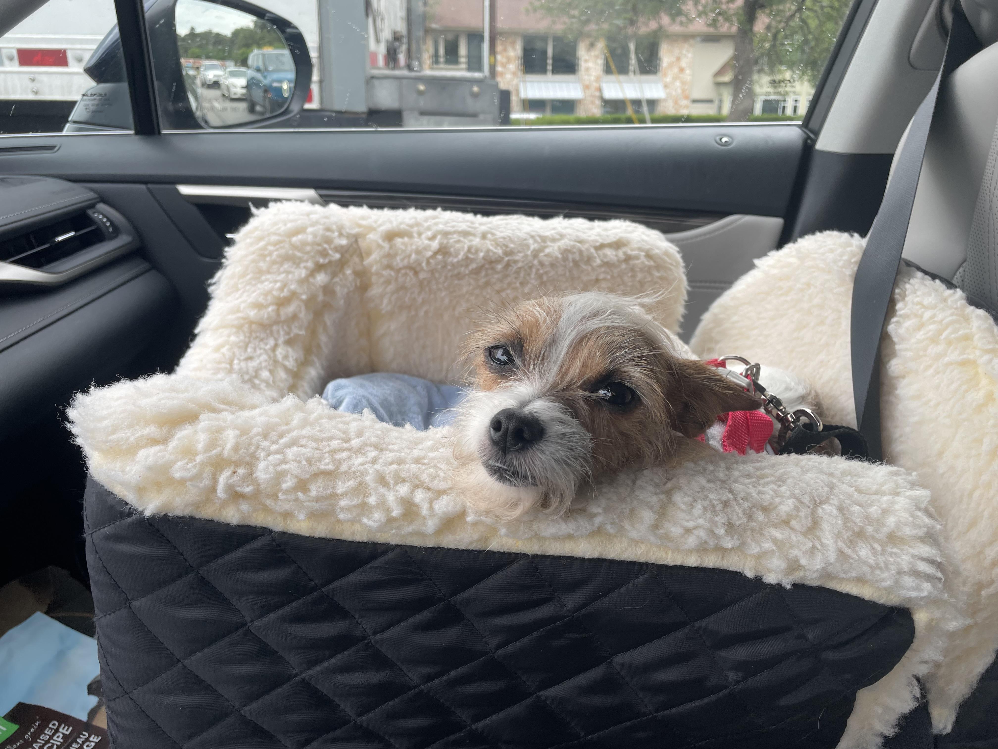 Pixie, a Adoptable mixed breed in Austin, TX image 5/5