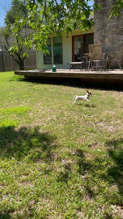 Enlarge Pixie, a Adoptable mixed breed in Austin, TX video 4/5
