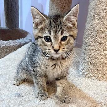 Enlarge Bam Bam, a Adoptable Domestic Short Hair in Pleasant Hill, CA image 1/2