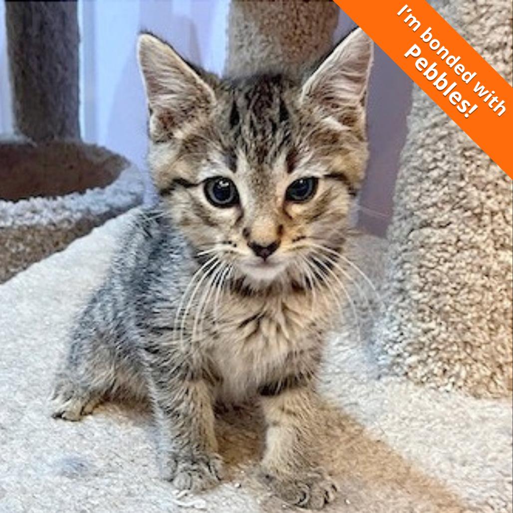 Enlarge Bam Bam, a Adoptable Domestic Short Hair in Pleasant Hill, CA image 2/2