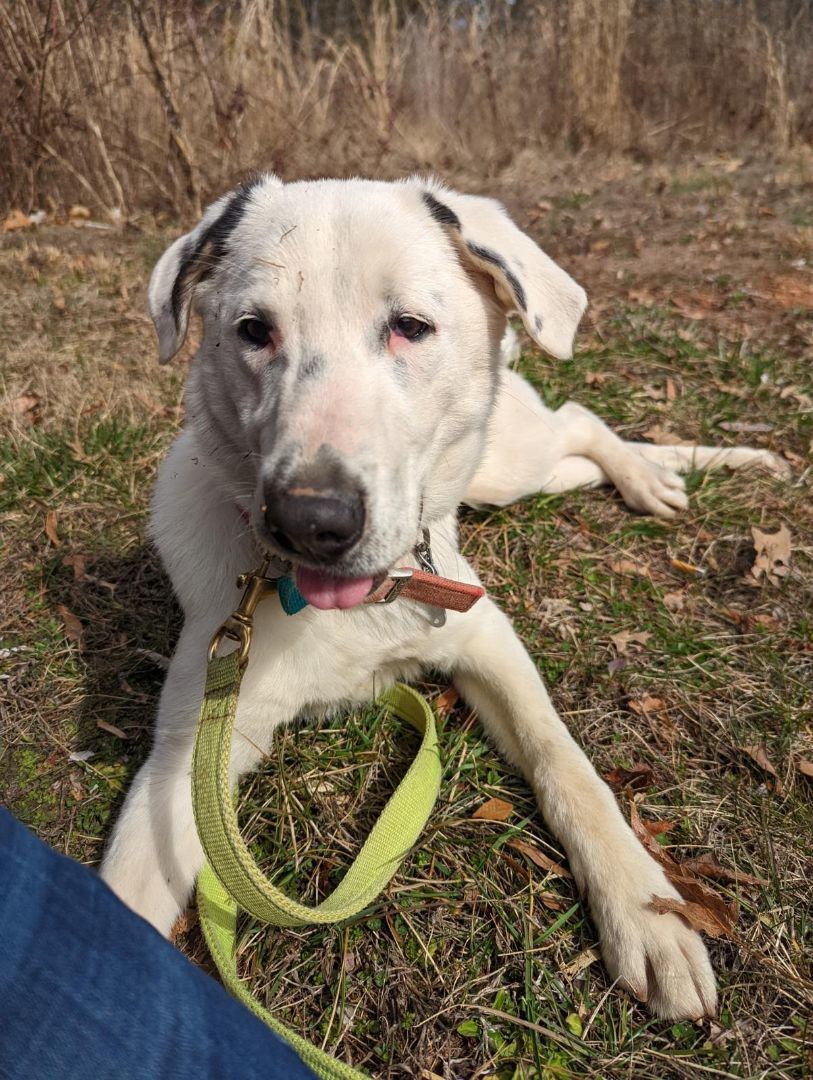 Dog for adoption Scout, an Australian Shepherd Mix in Lenoir, NC