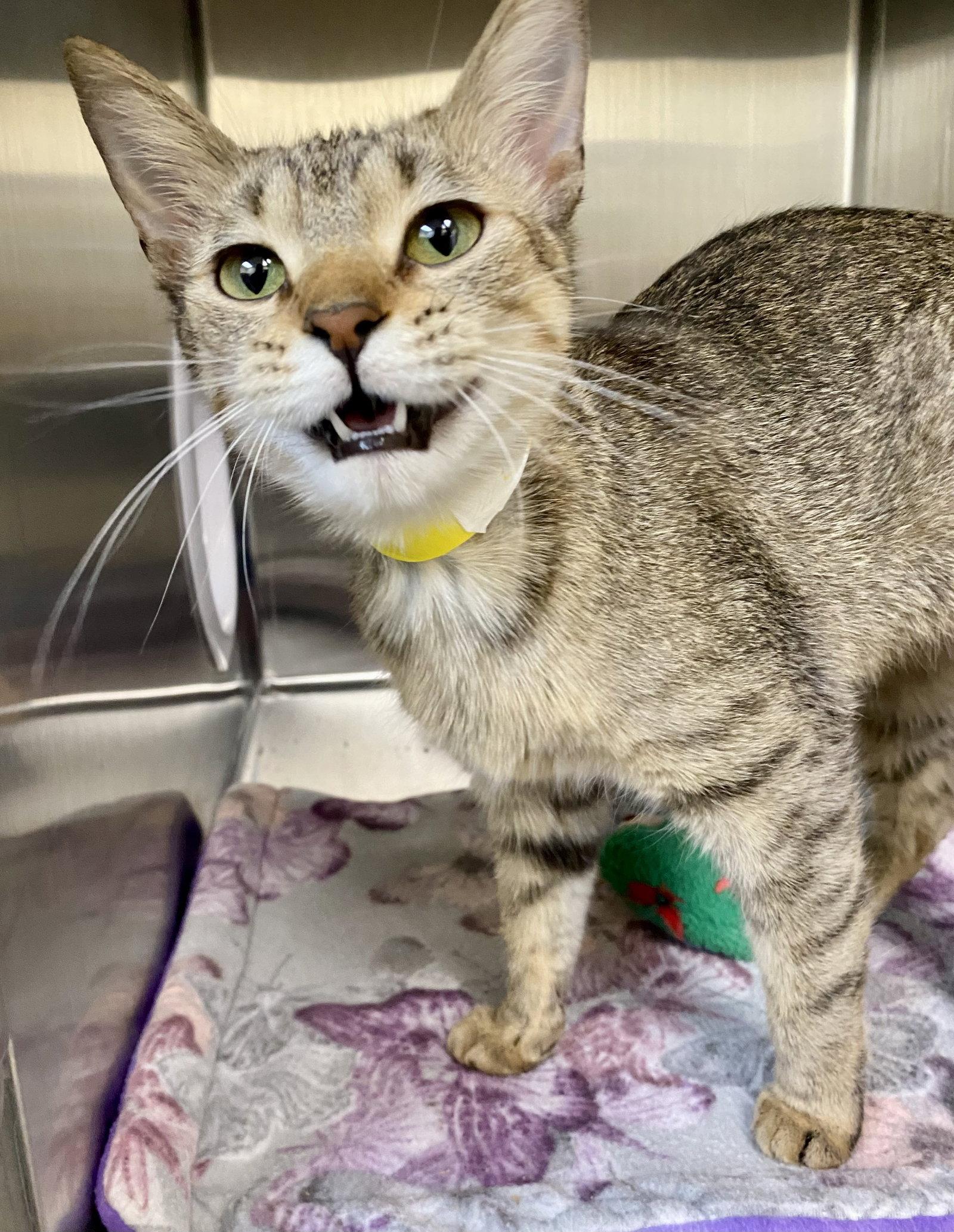 Dollop, Adoptable, Young Female Domestic Short Hair & Tabby.