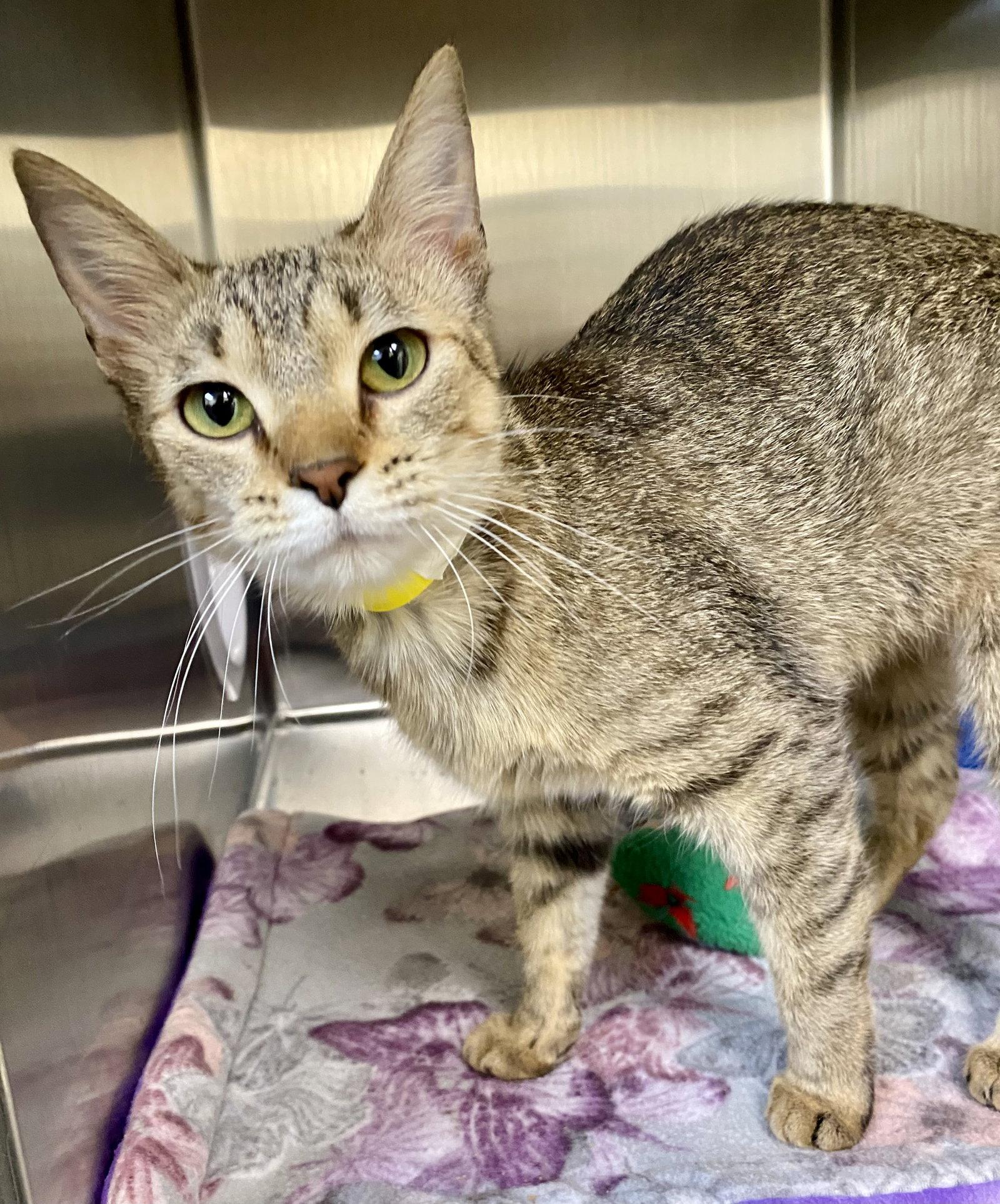 Enlarge Dollop, a Adoptable mixed breed in Fargo, ND image 2/2