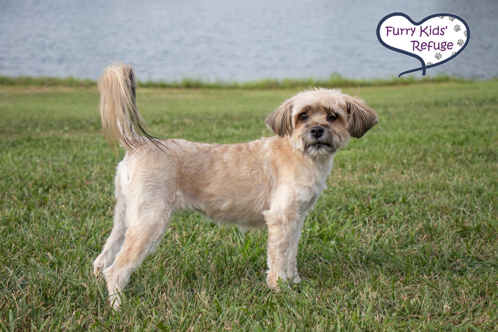 Starla, Adoptable, Adult Female Havanese.