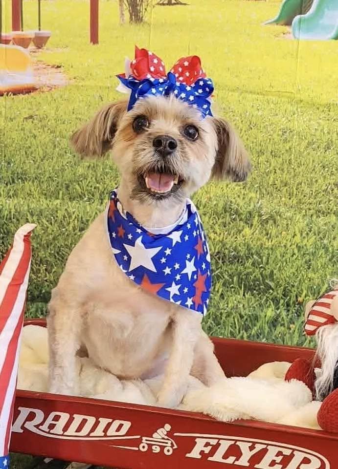Enlarge Starla, a Adoptable Havanese in Lee's Summit, MO image 2/3
