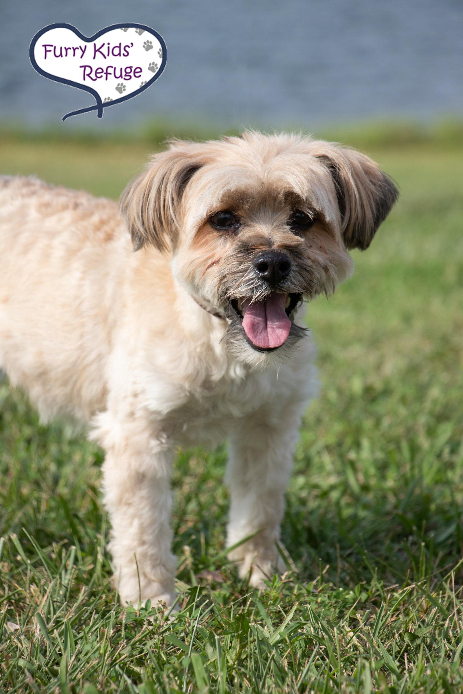 Enlarge Starla, a Adoptable Havanese in Lee's Summit, MO image 3/3