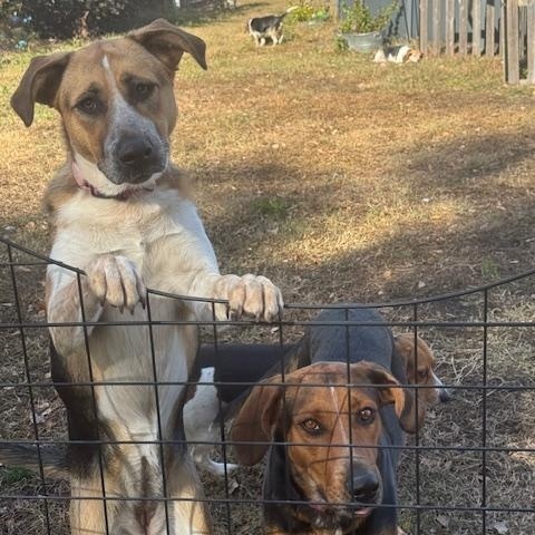 Enlarge Patches, an adopted mixed breed in Macclesfield, NC image 3/4