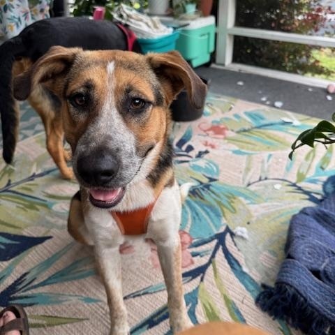 Patches, Adoptable, Young Female Shepherd.