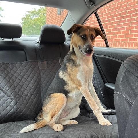 Enlarge Patches, an adopted mixed breed in Macclesfield, NC image 4/4