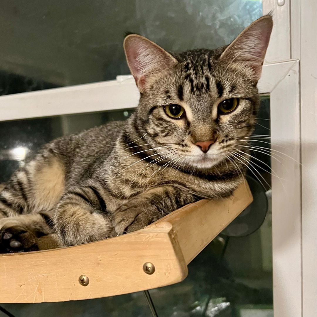 Fraidy, a Adoptable mixed breed in Tulsa, OK image 2/6