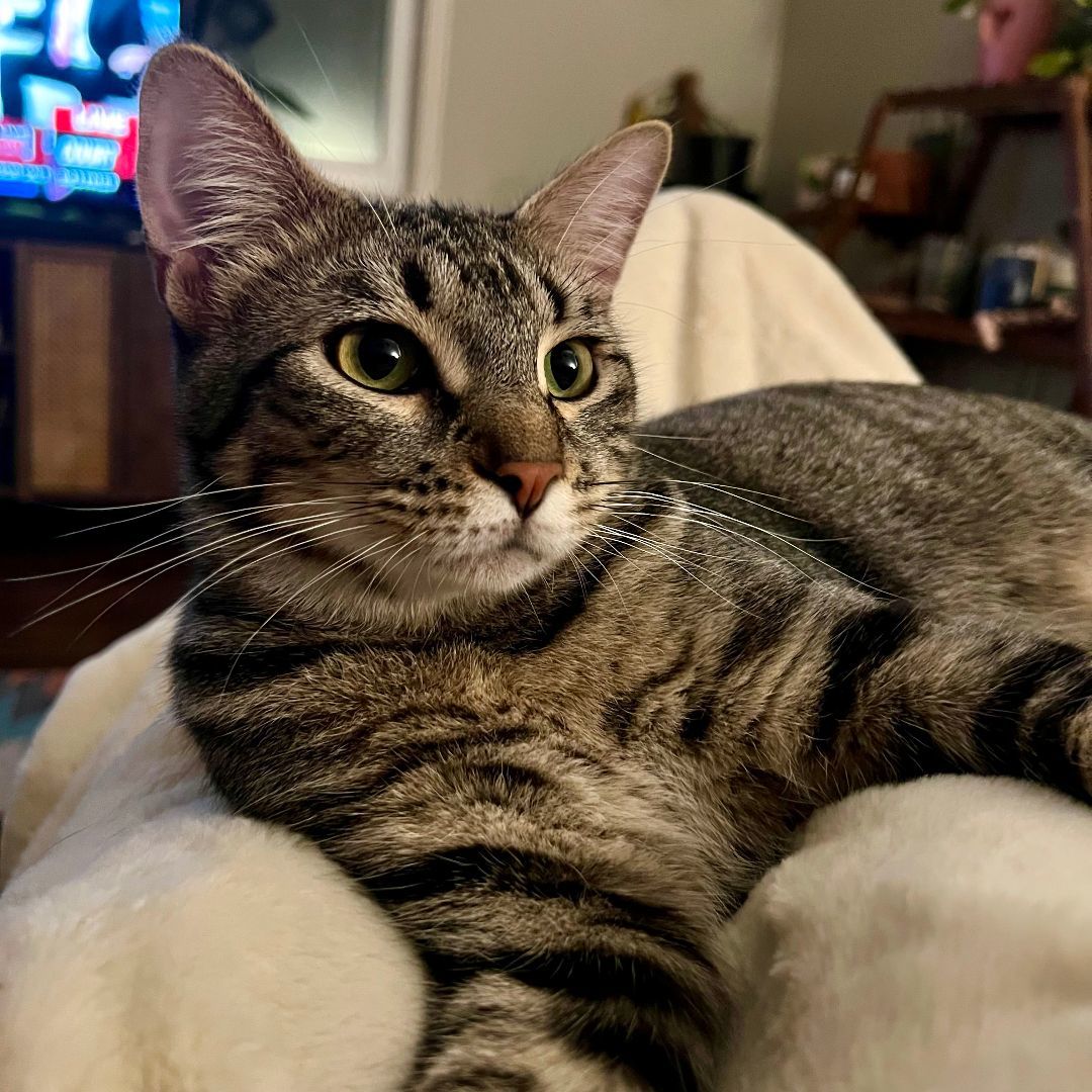 Fraidy, a Adoptable mixed breed in Tulsa, OK image 3/6