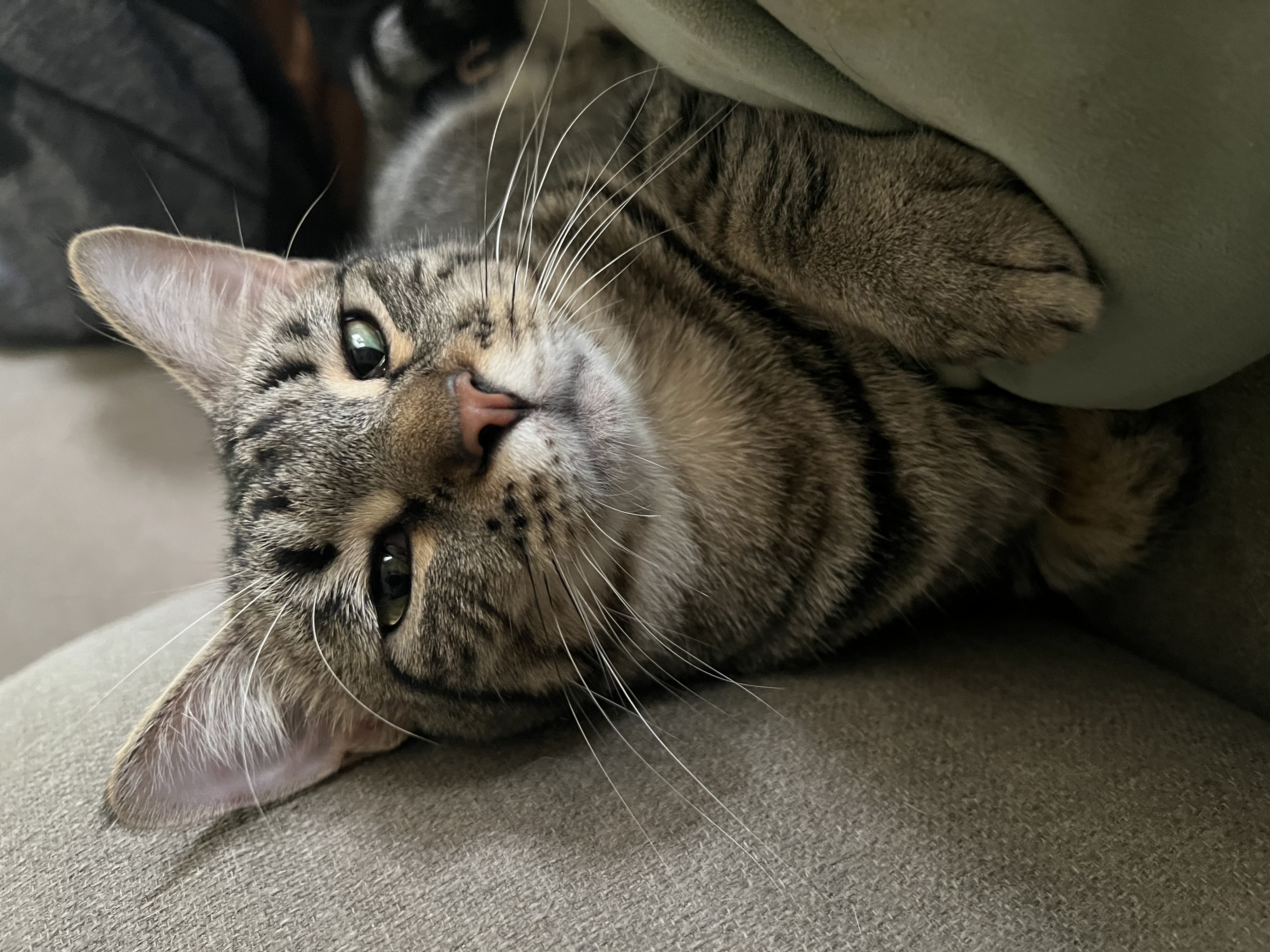 Fraidy, a Adoptable mixed breed in Tulsa, OK image 1/6