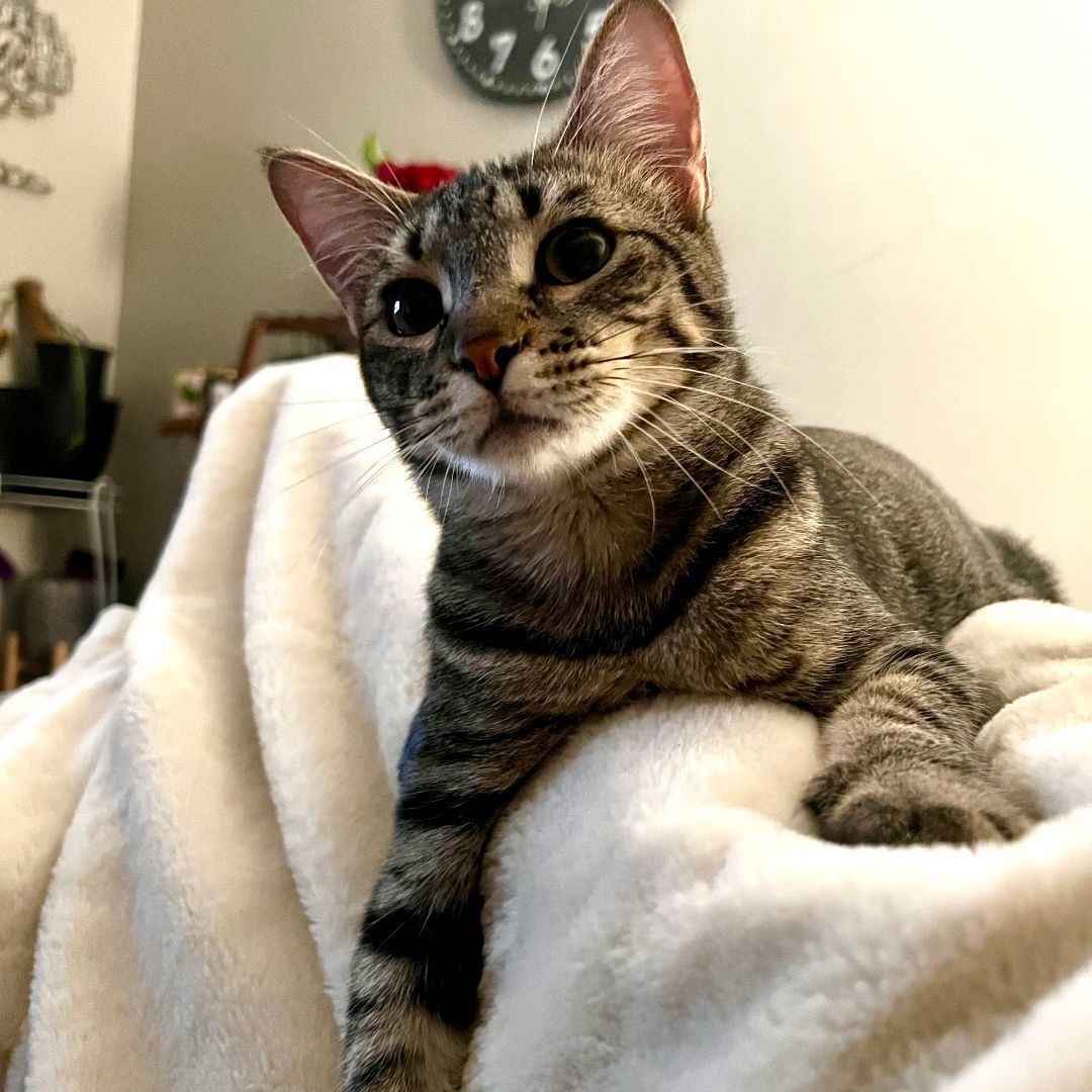 Fraidy, a Adoptable mixed breed in Tulsa, OK image 4/6