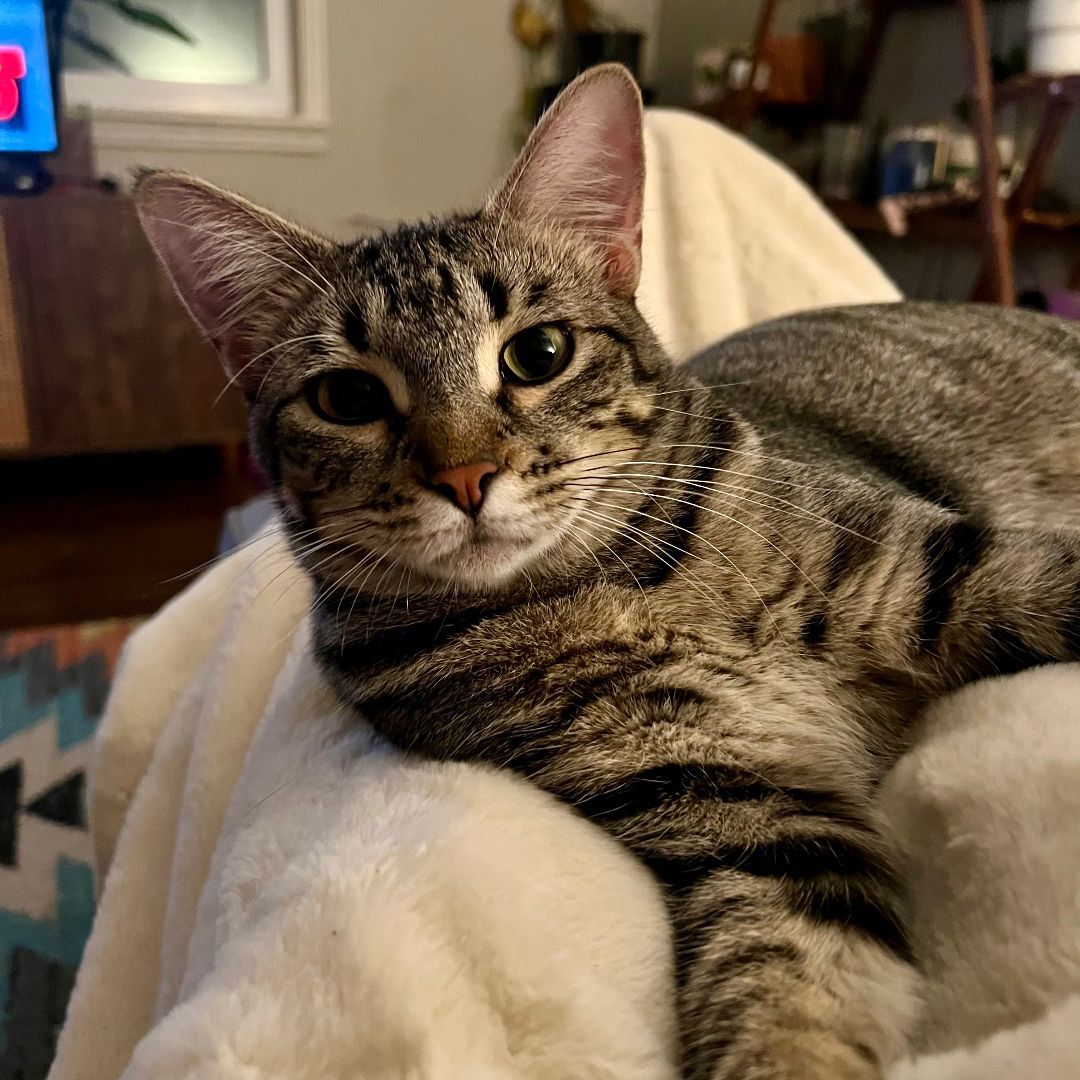 Fraidy, a Adoptable mixed breed in Tulsa, OK image 5/6