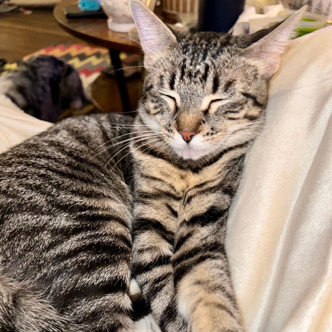 Fraidy, a Adoptable mixed breed in Tulsa, OK image 6/6