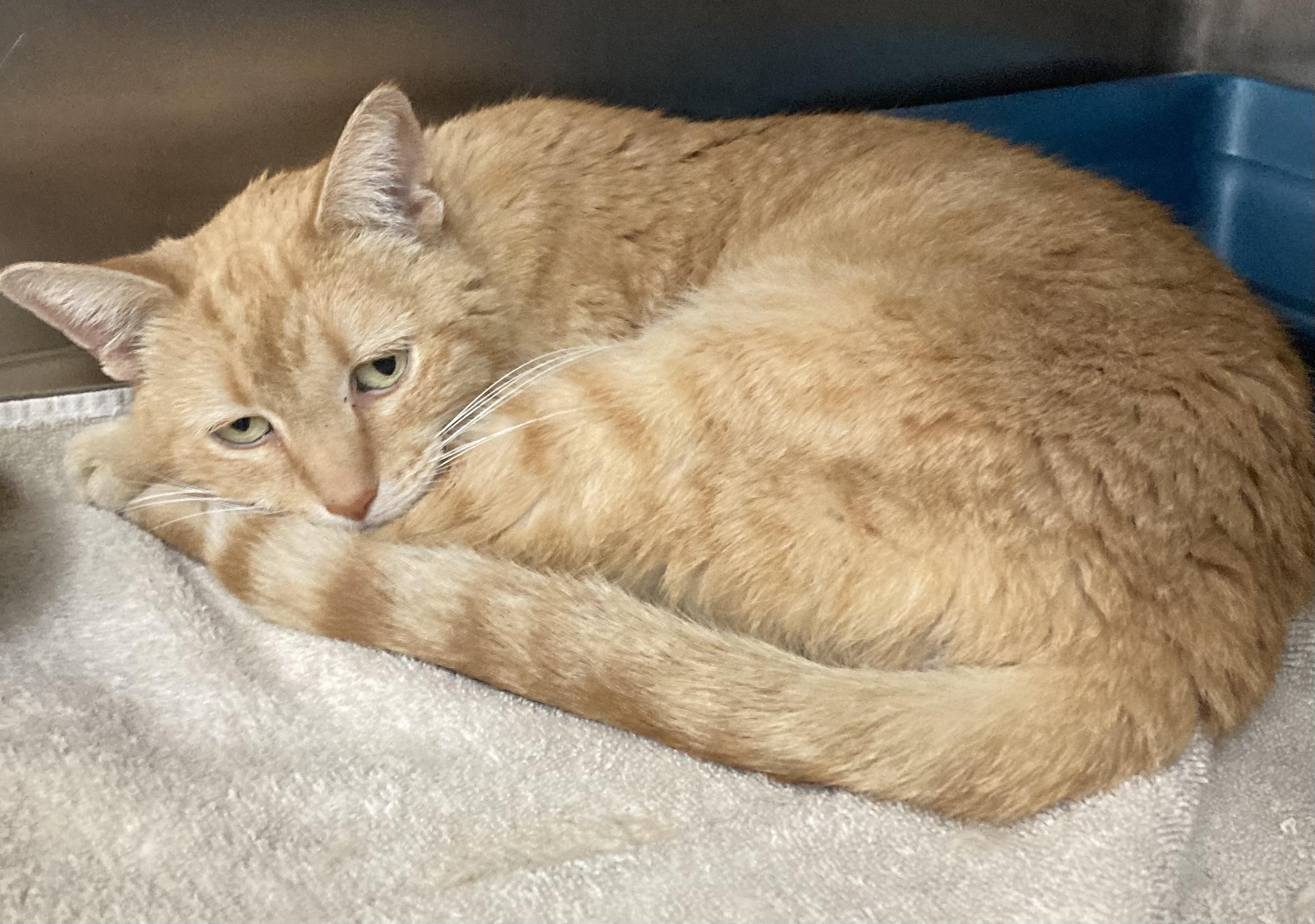 Enlarge Willow, a Adopted Domestic Short Hair in Monticello, IL image 1/1